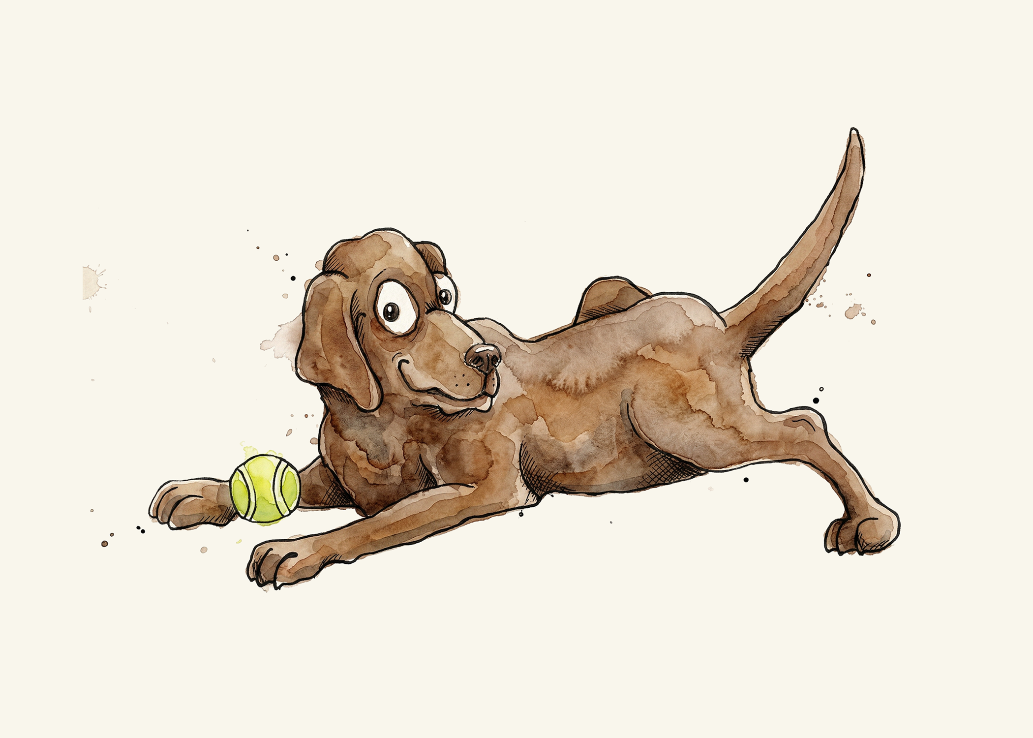 Labrador Retriever Chocolate
