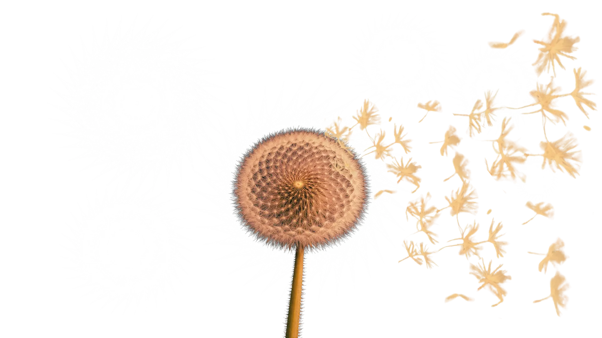 A geometric dandelion with yellow seeds dispersing on a transparent background.