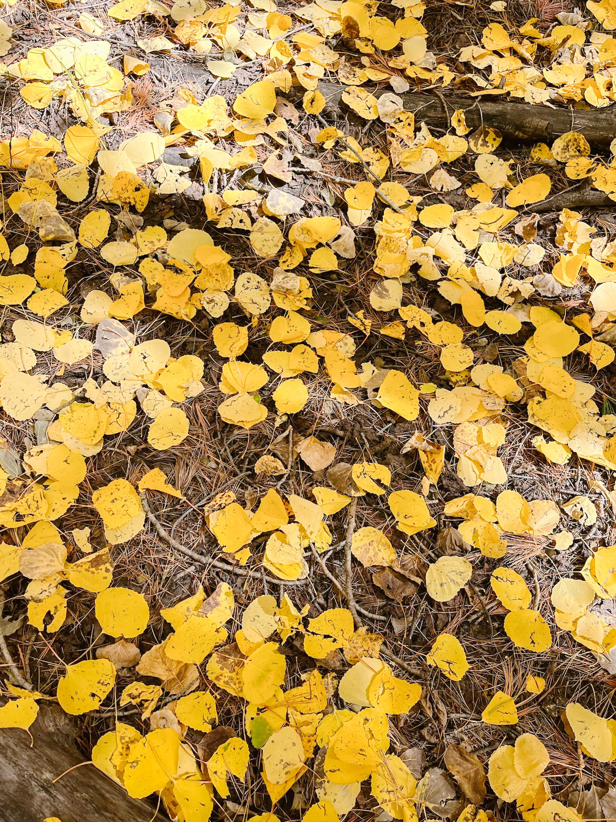 Yellow fallen leaves scattered on the forest floor among pine needles and small twigs.