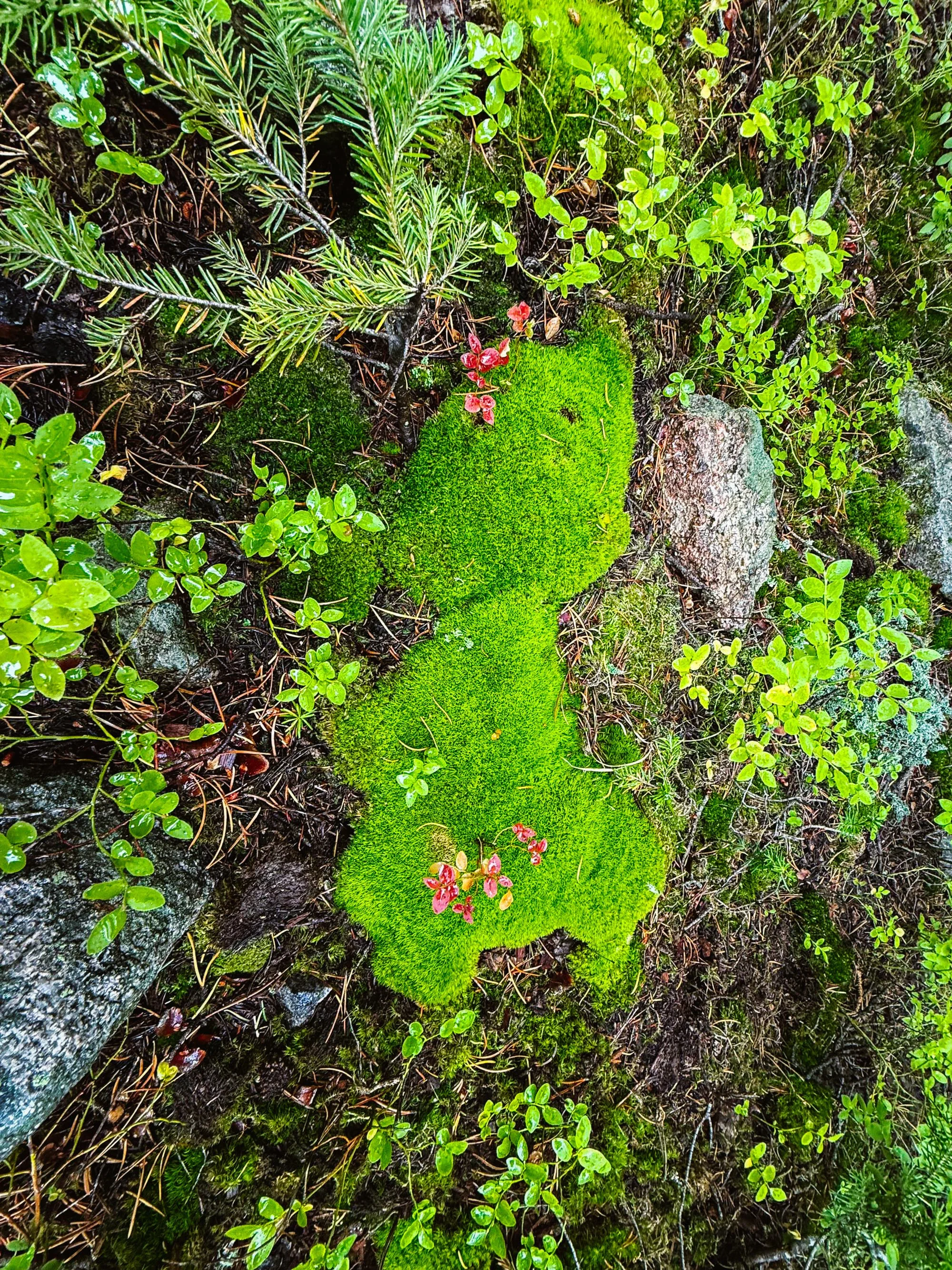 Close-up of vibrant green moss growing on the ground surrounded by small green plants, leaves, and rocks.