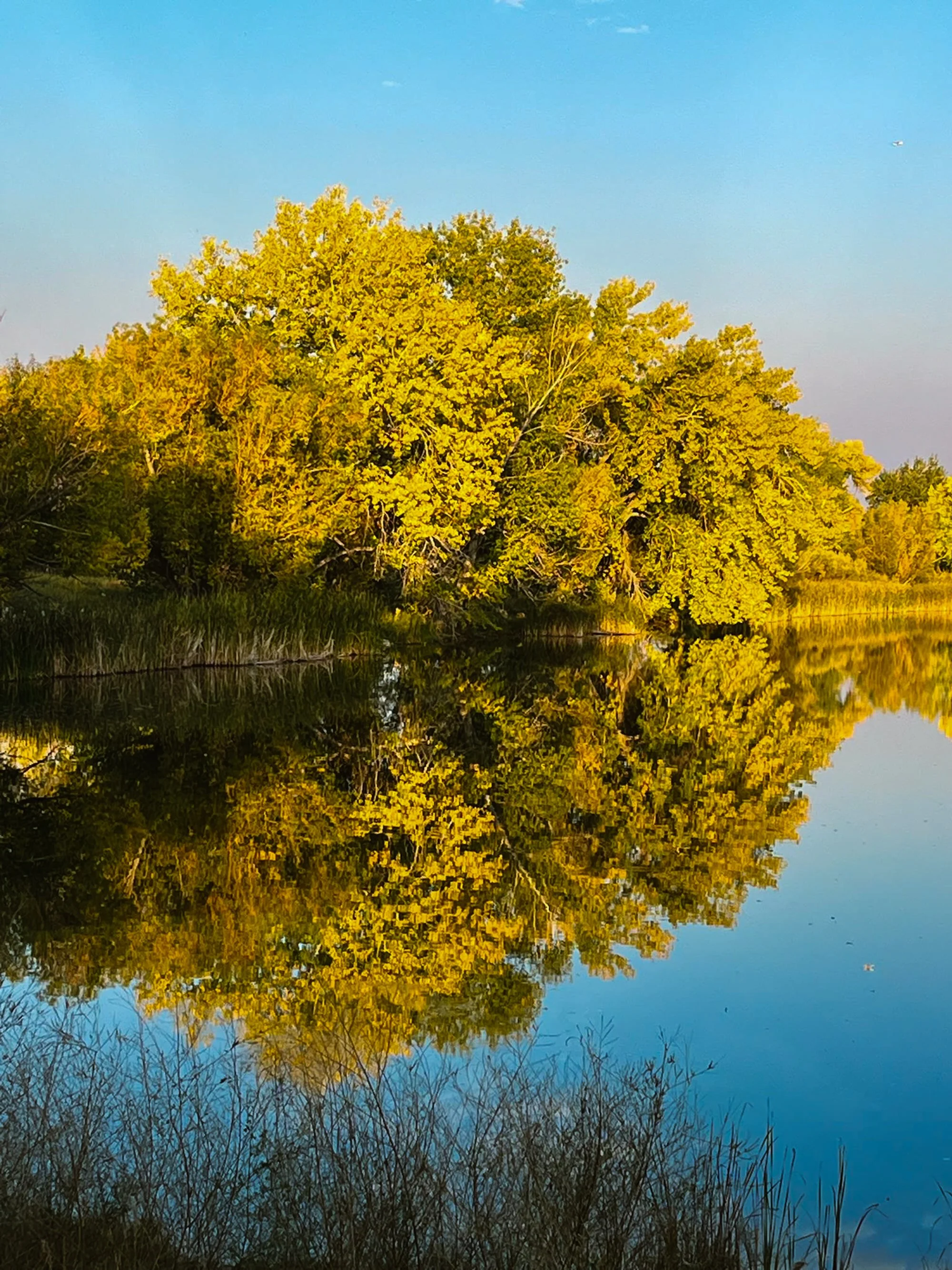 A reflection of trees with yellow leaves in a calm body of water, with a blue sky overhead and some grass in the foreground.