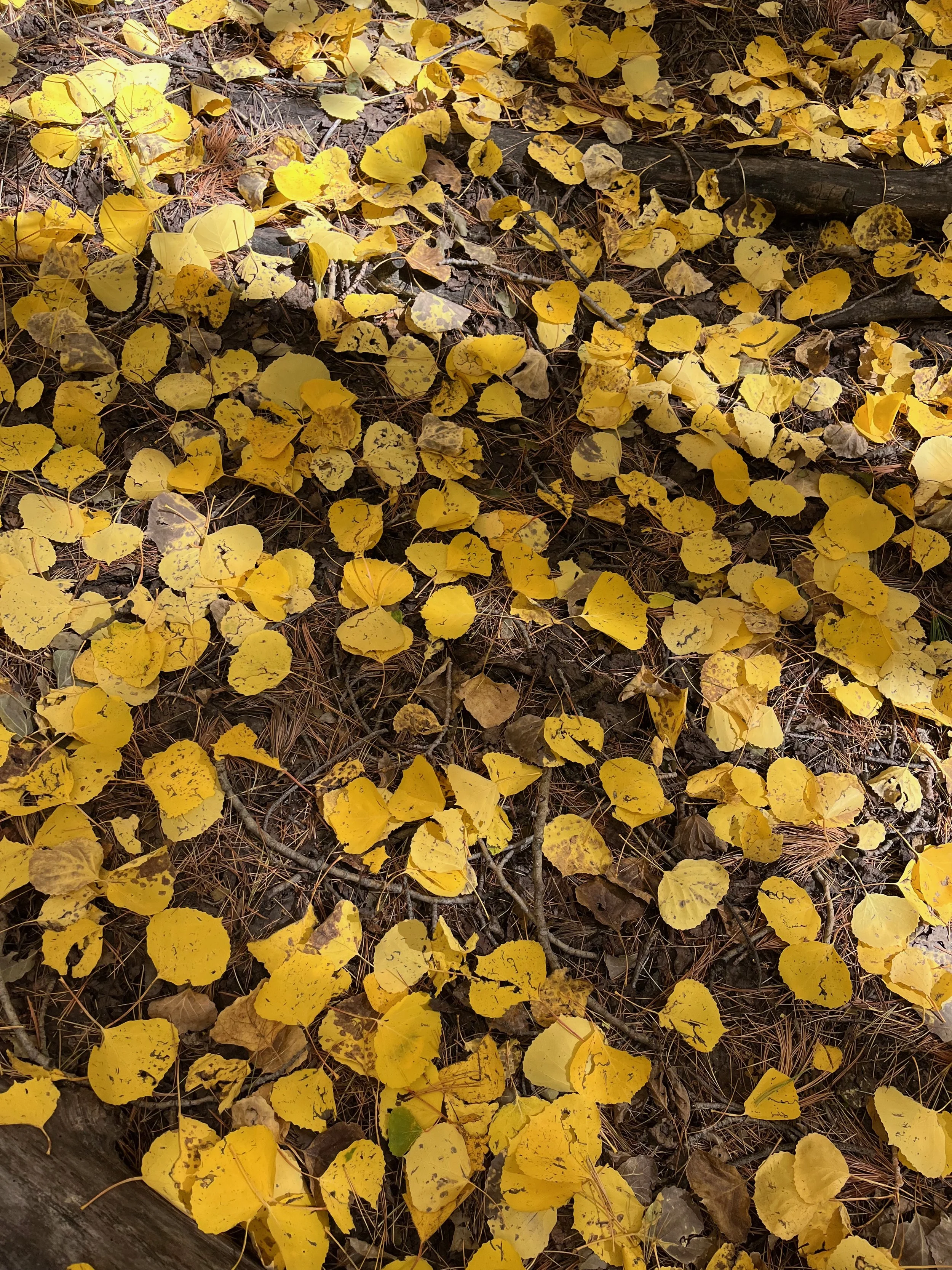 Yellow fall leaves covering forest floor with pine needles and twigs.