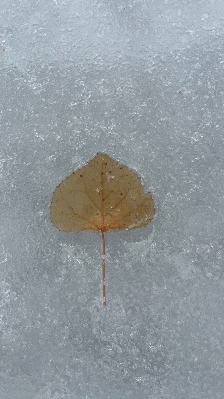 A single dry leaf on snow or ice.