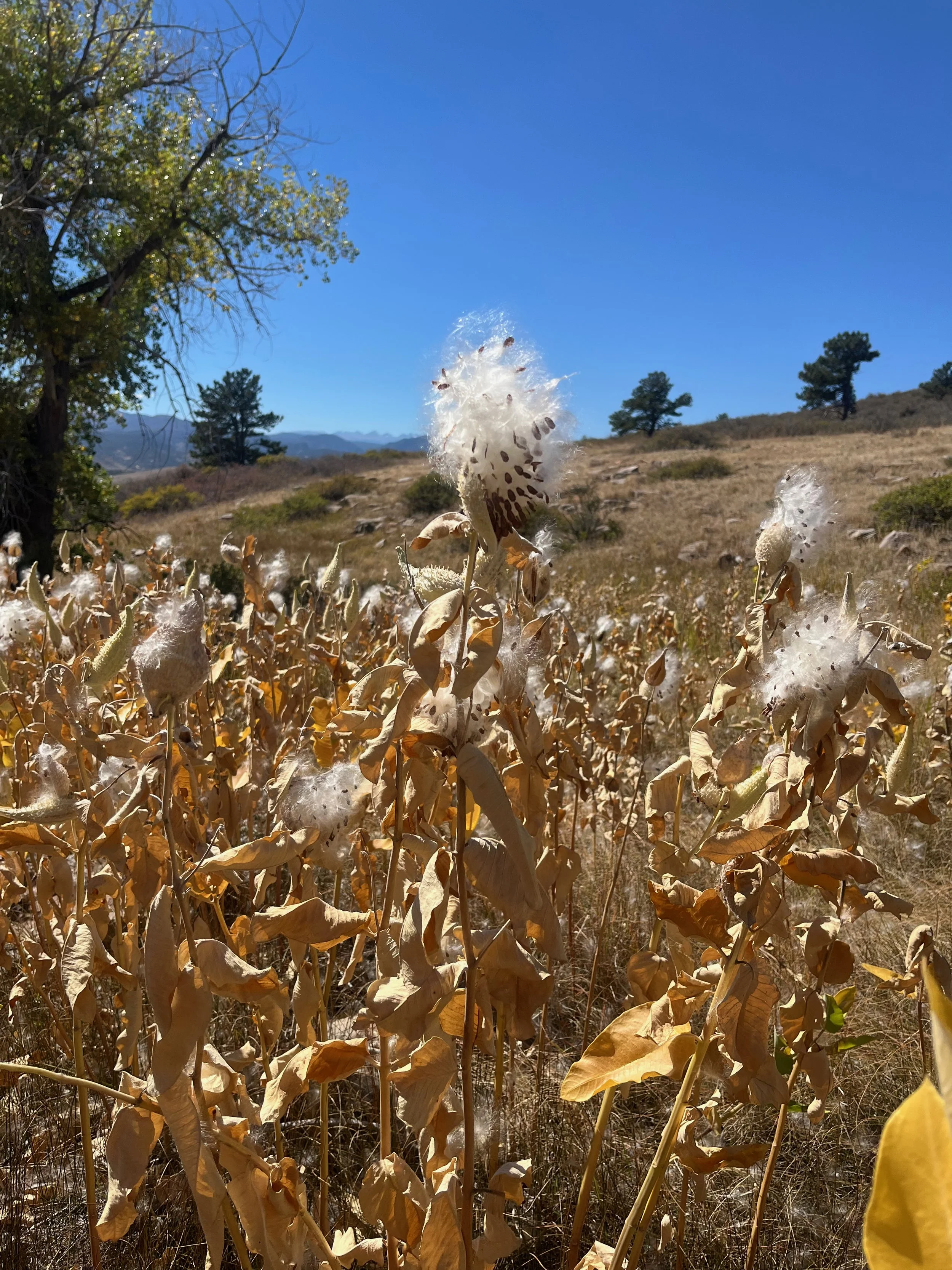 Dried cotton plants with some cotton bolls and seeds in a dry field under a clear blue sky, with trees and hills in the background.