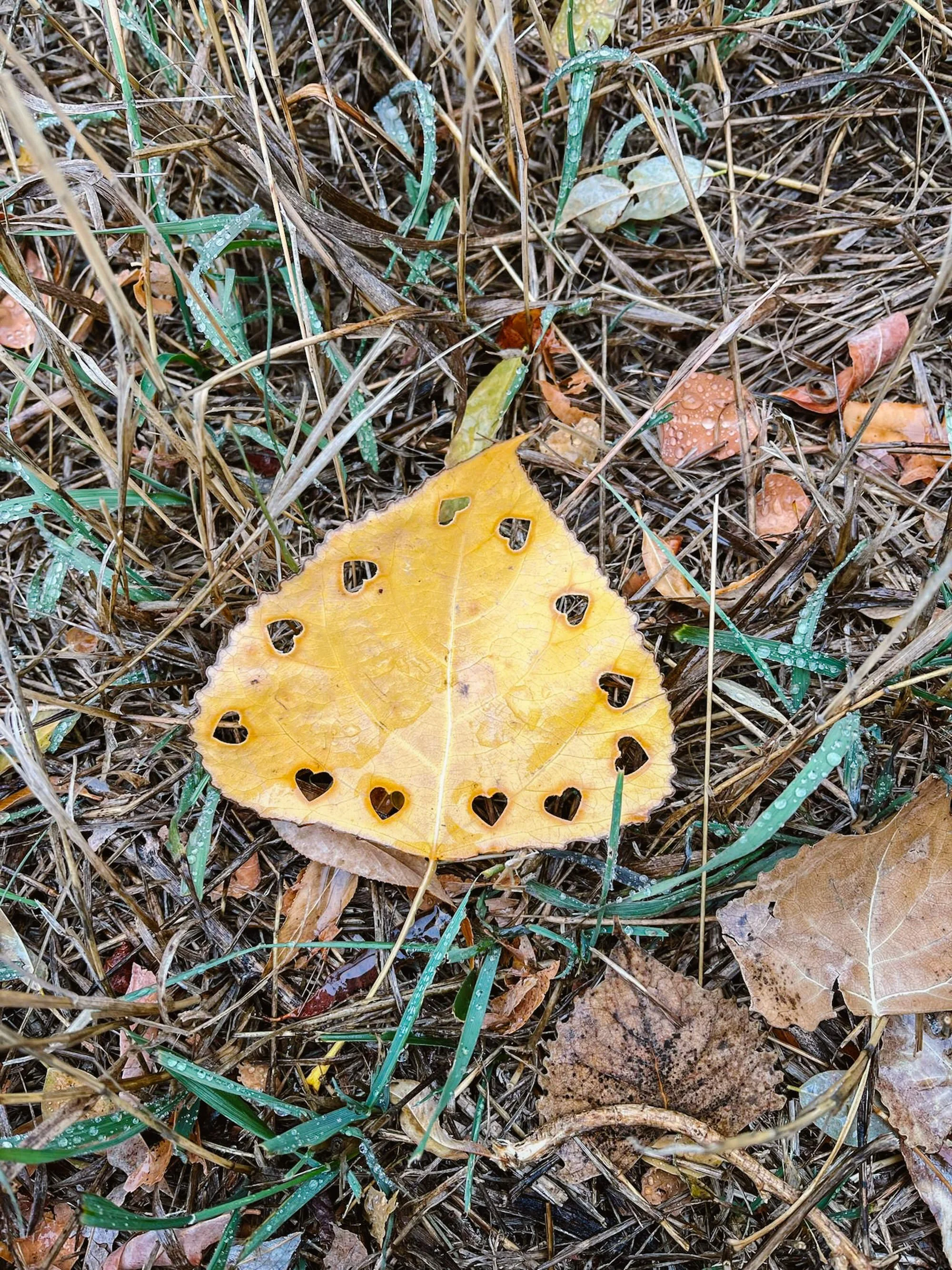 Yellow leaf with small holes lying on a bed of dry grass, twigs, and fallen leaves.