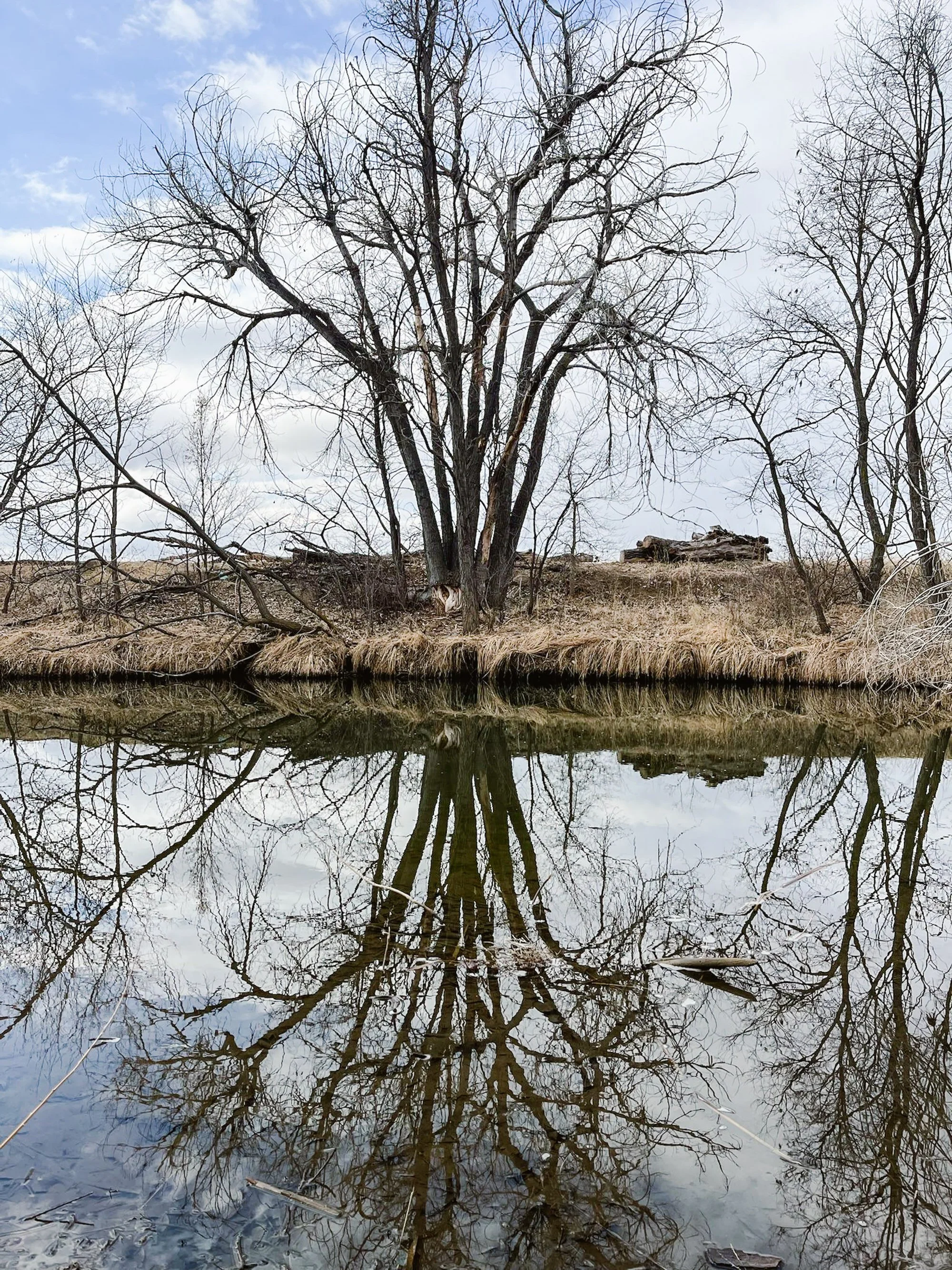 Bare trees reflected in a calm, dark body of water with cloudy sky above.