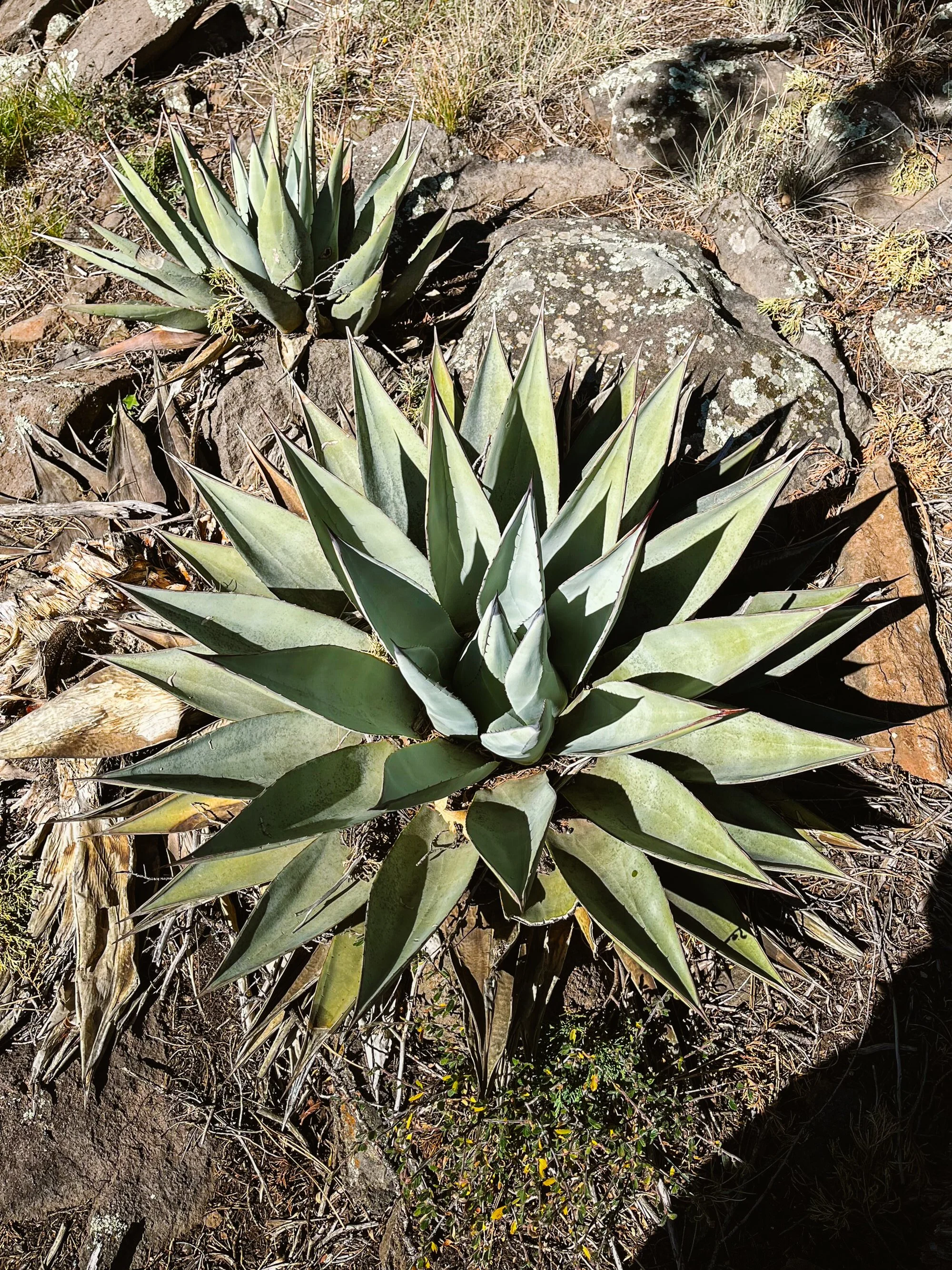 Close-up of agave plant with spiky, grayish-green leaves in a rocky, dry terrain.