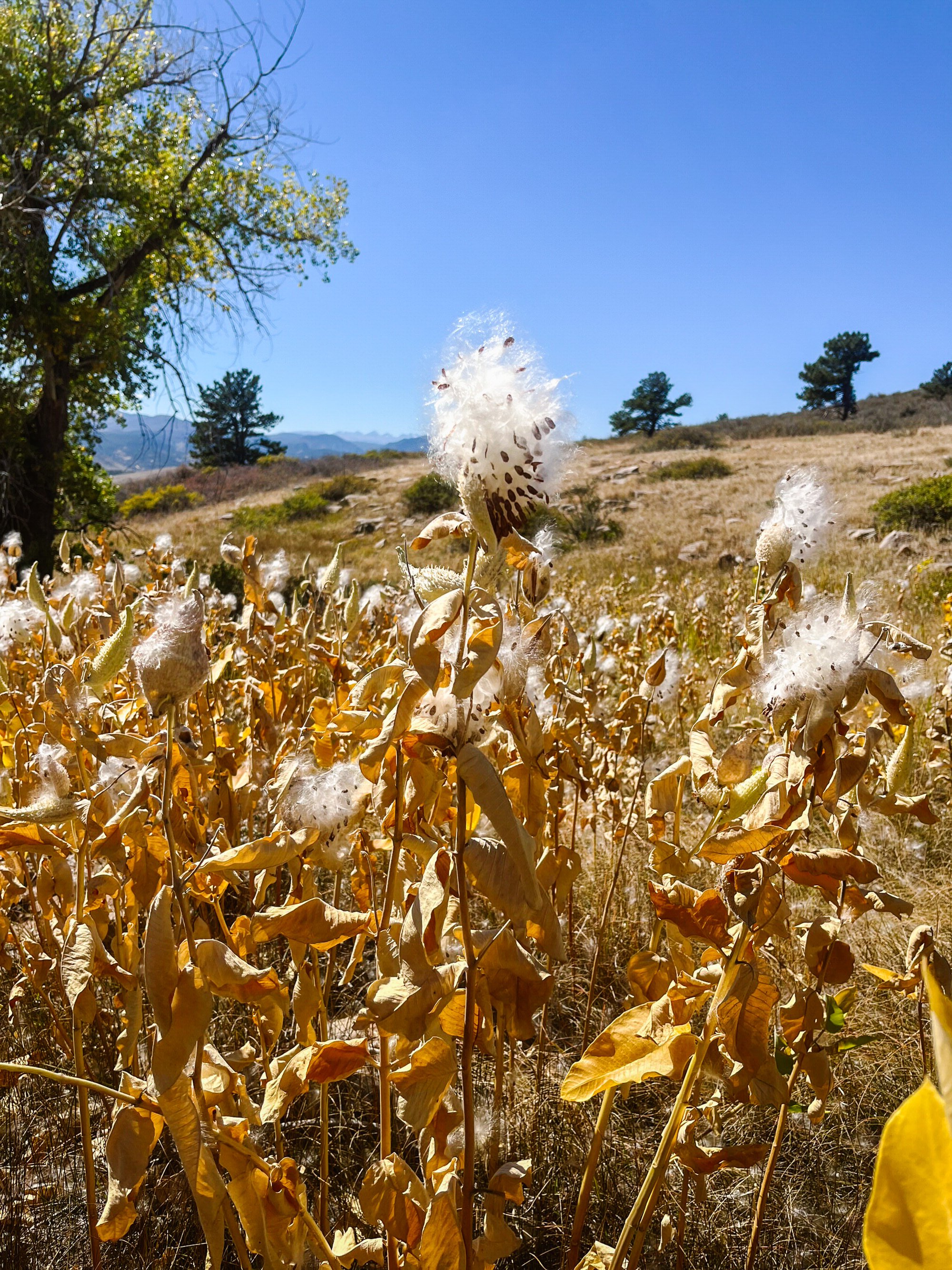 A field of dry, brown plants with fluffy seed heads blowing in the wind, under a clear blue sky with a few distant trees and mountains in the background.