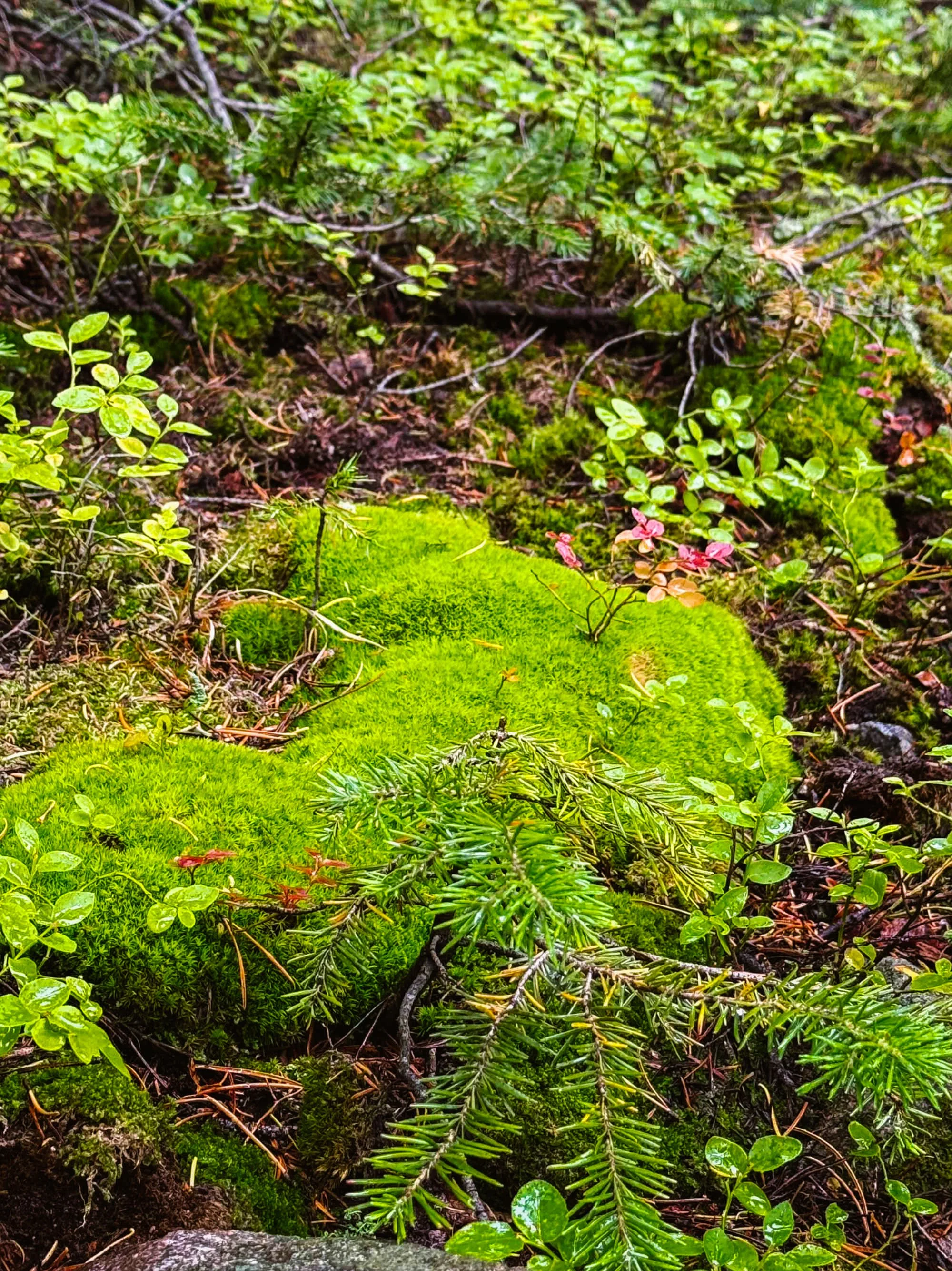 Tending Your Taproot (Daylong retreat)