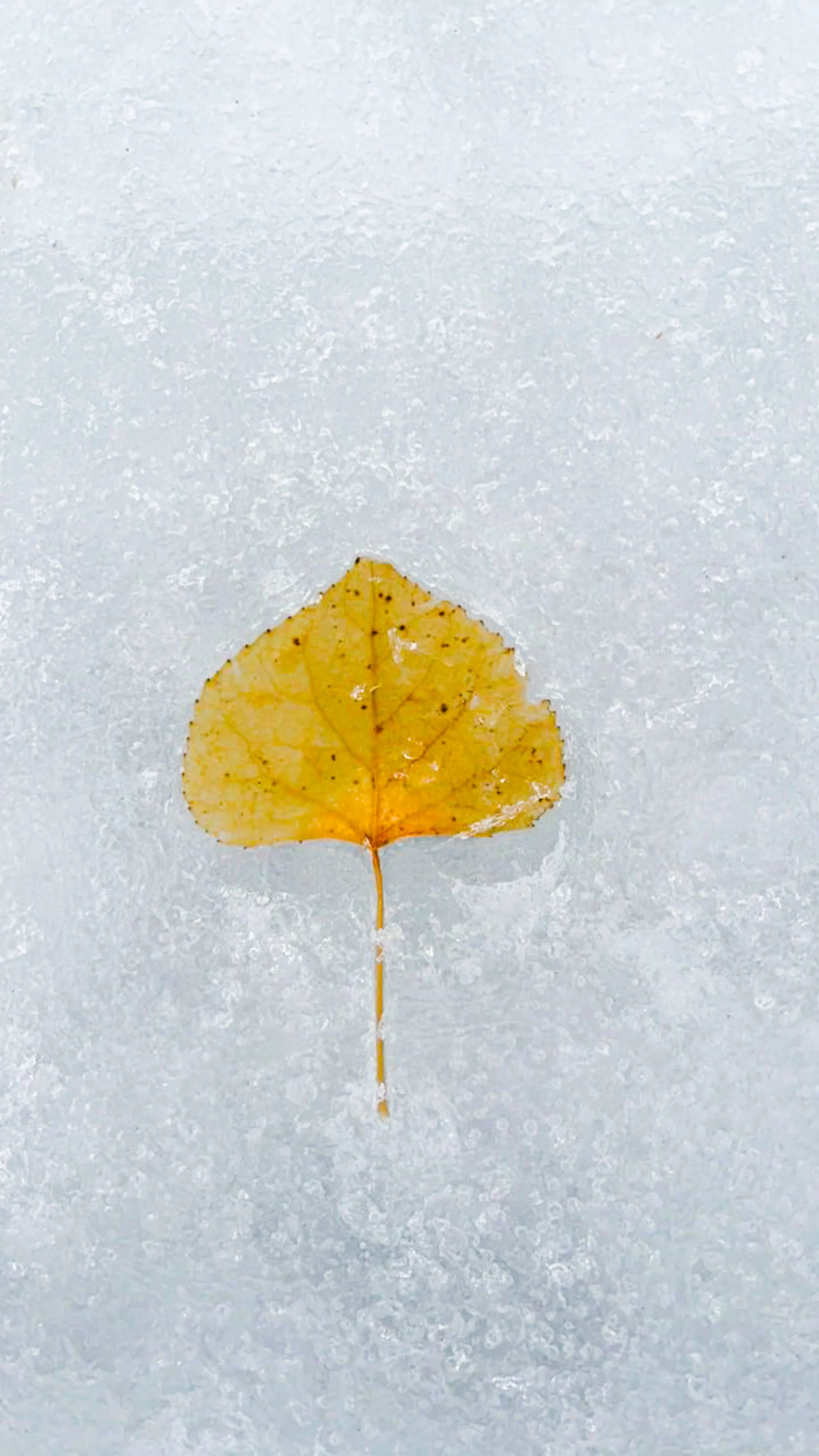 A yellow leaf with brown spots lying on a snow-covered surface.