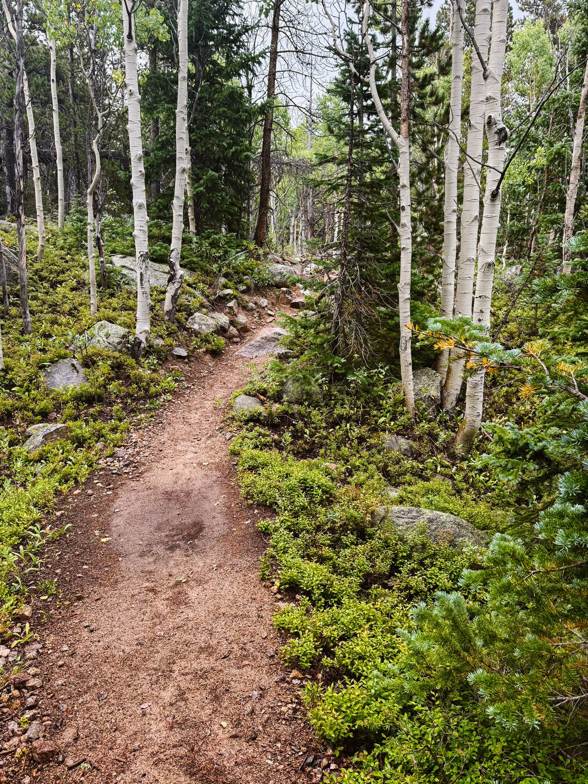 A dirt trail winds through a dense forest of tall aspen and pine trees, with green shrubs and rocks lining the path.