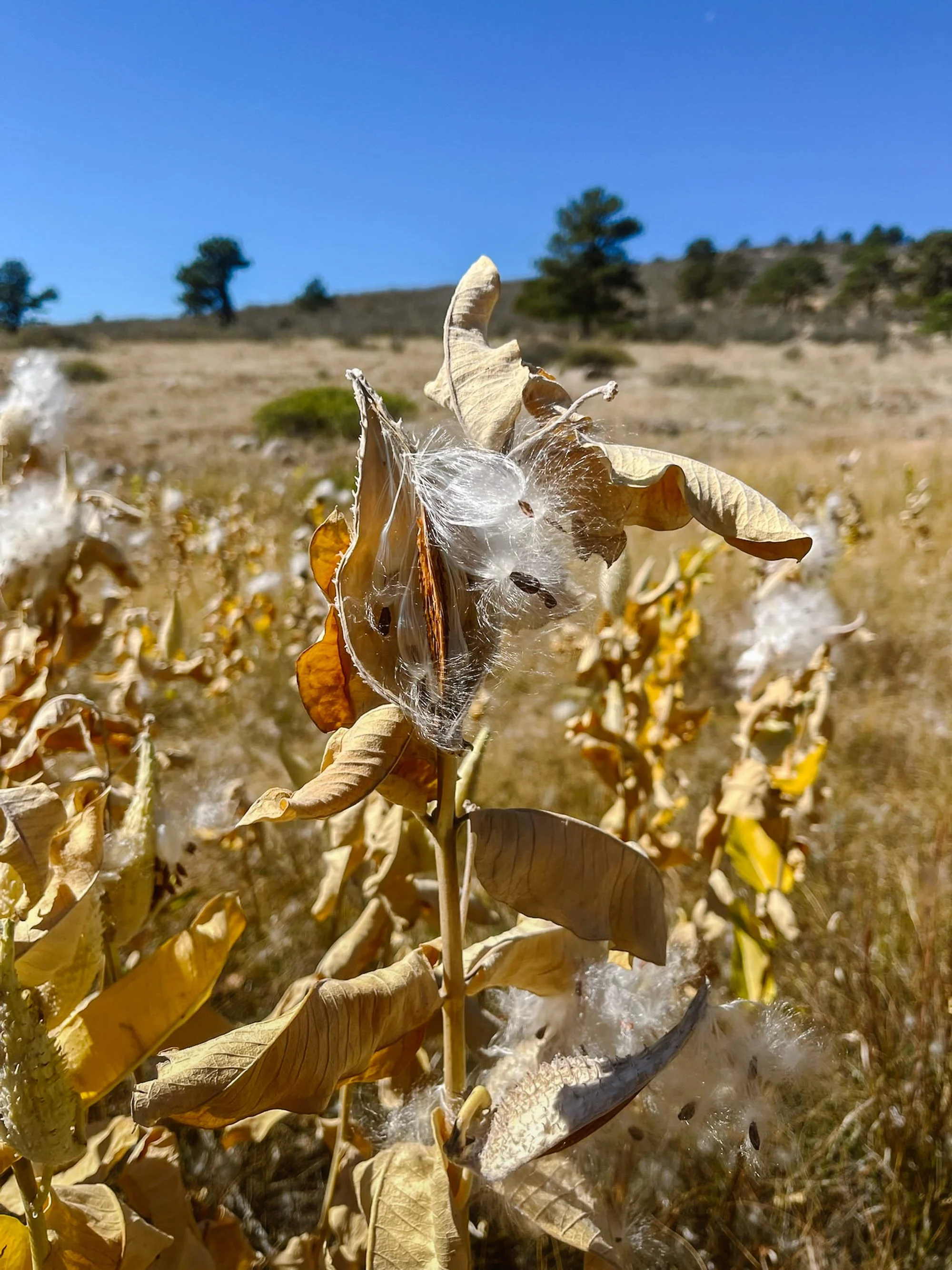Close-up of a dried, brown soybean plant with webbing and seeds, with a hilly landscape and scattered trees under a clear blue sky in the background.