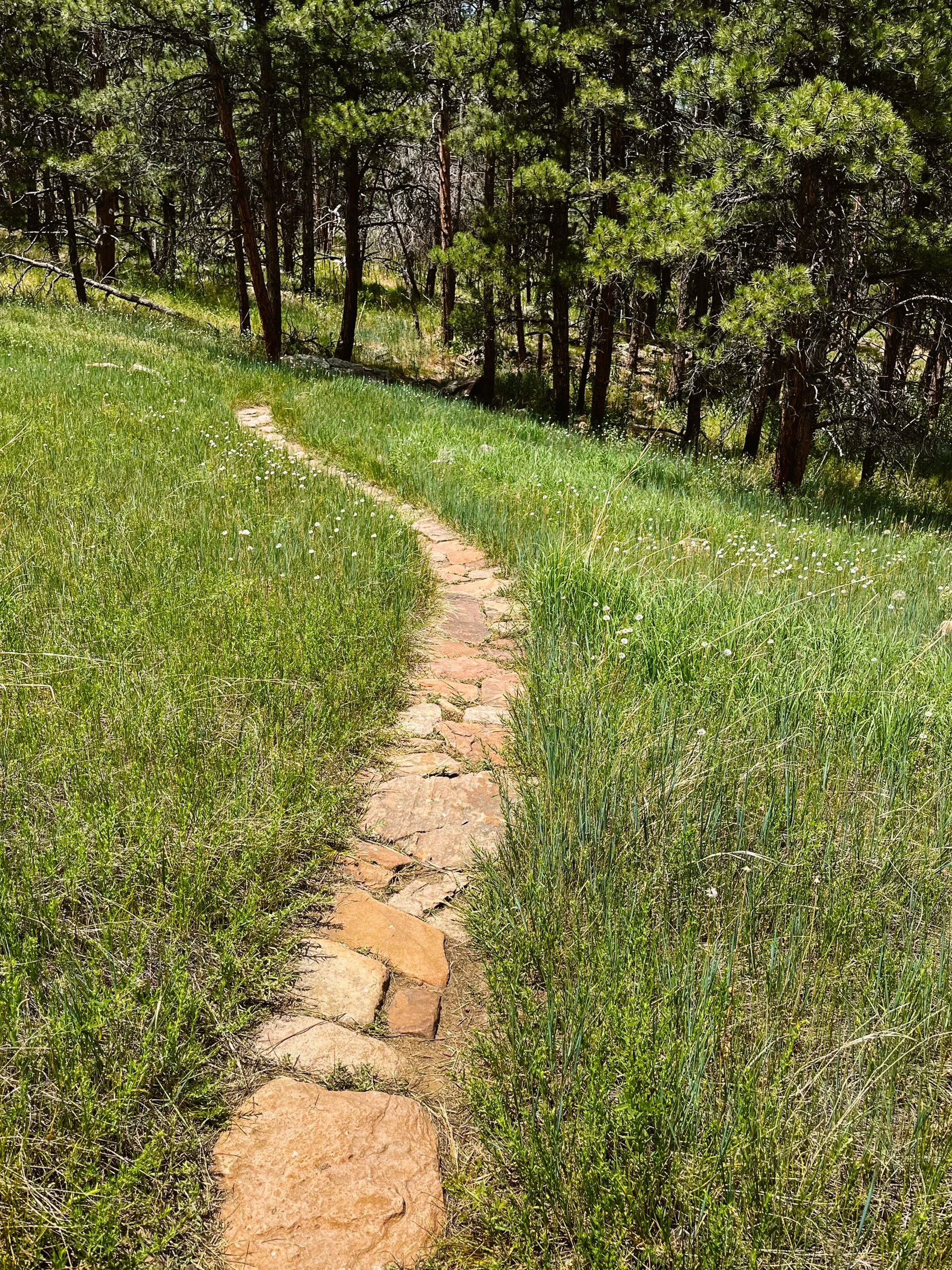 A narrow stone pathway winds through a grassy field with small white flowers, leading into a dense forest of tall, green pine trees under a sunny sky.