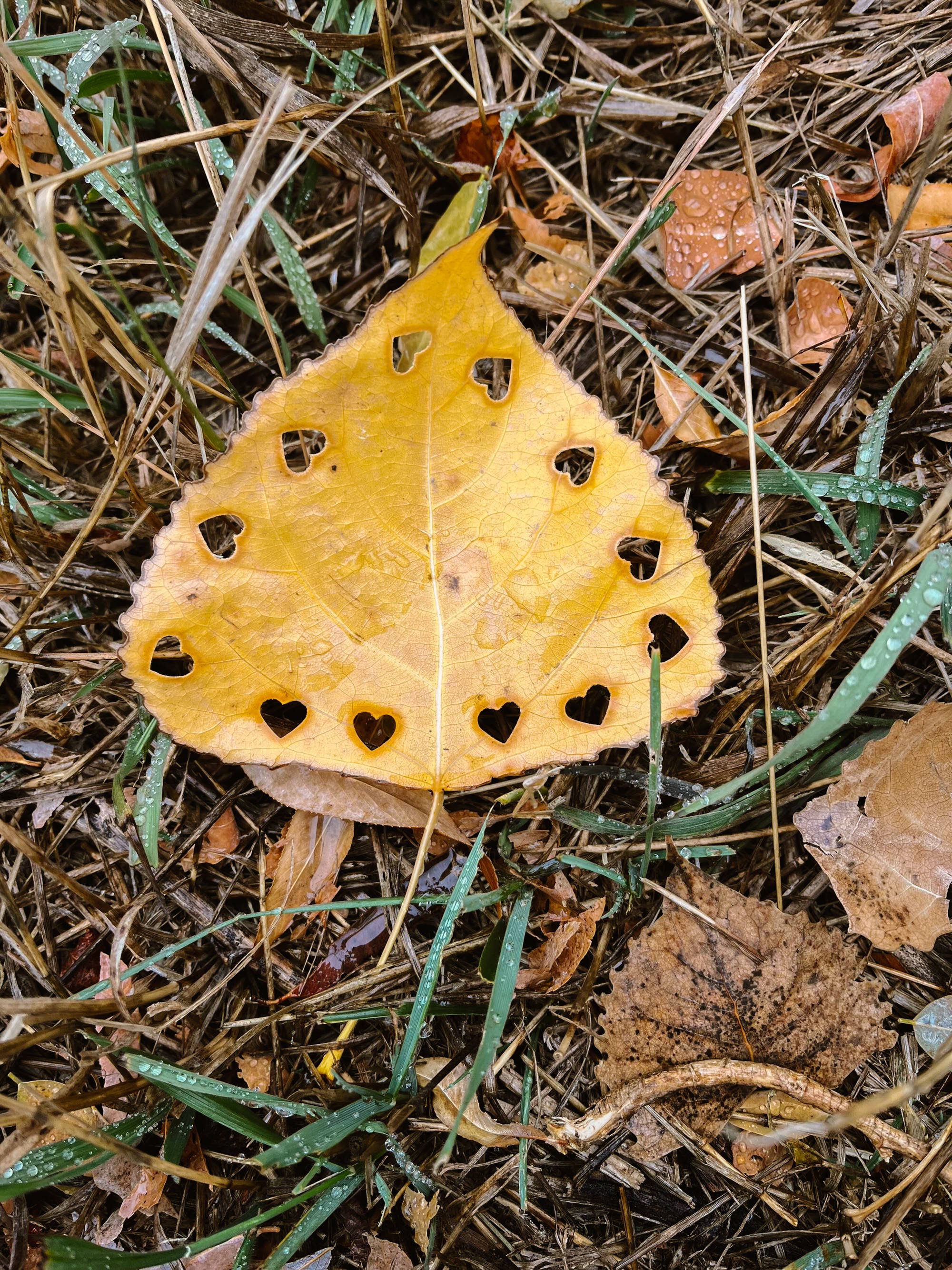 A yellow leaf with holes lying on a bed of damp grass, twigs, and additional fallen leaves.