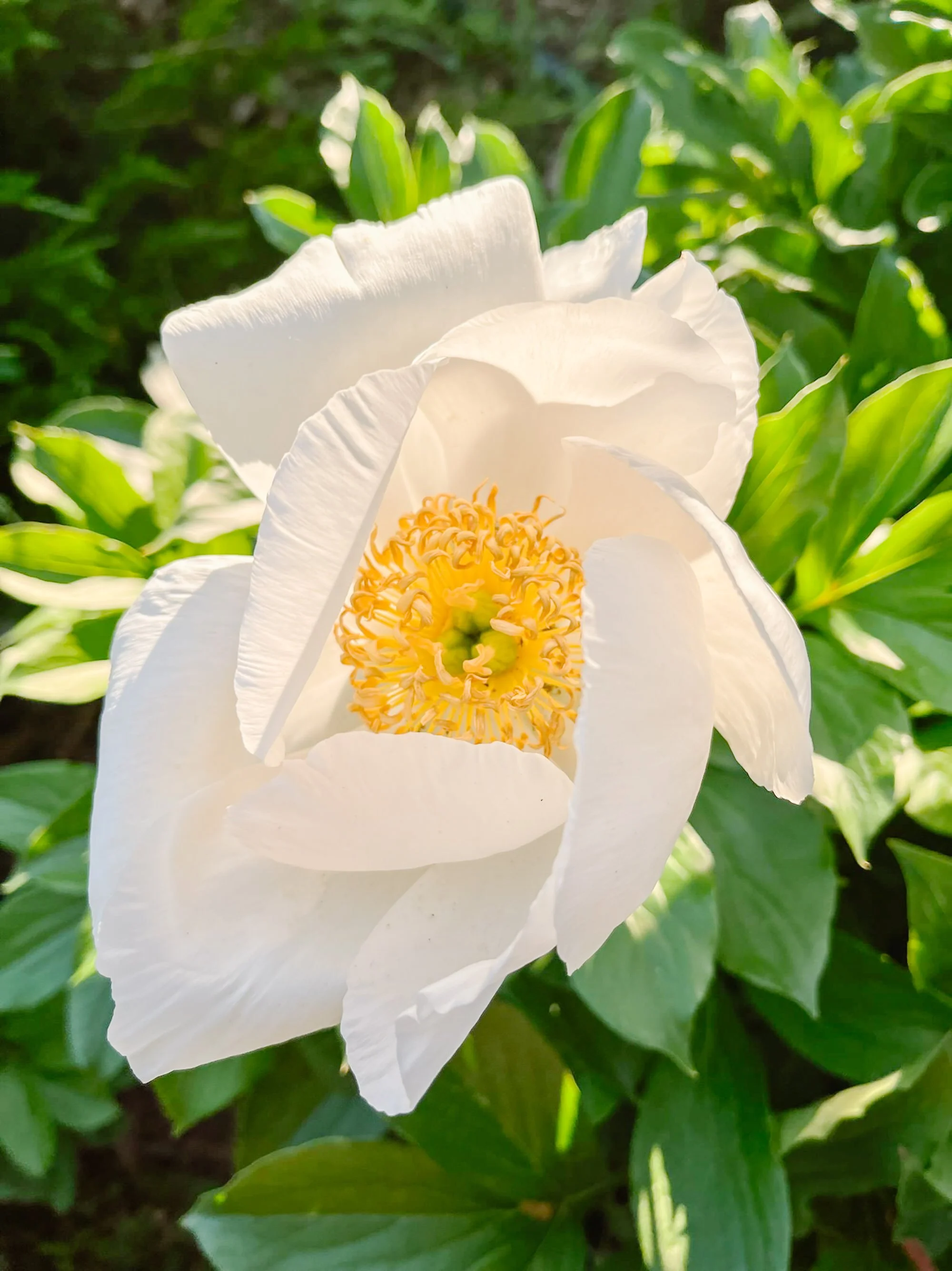 Close-up of a white peony flower with yellow stamens, surrounded by green leaves.