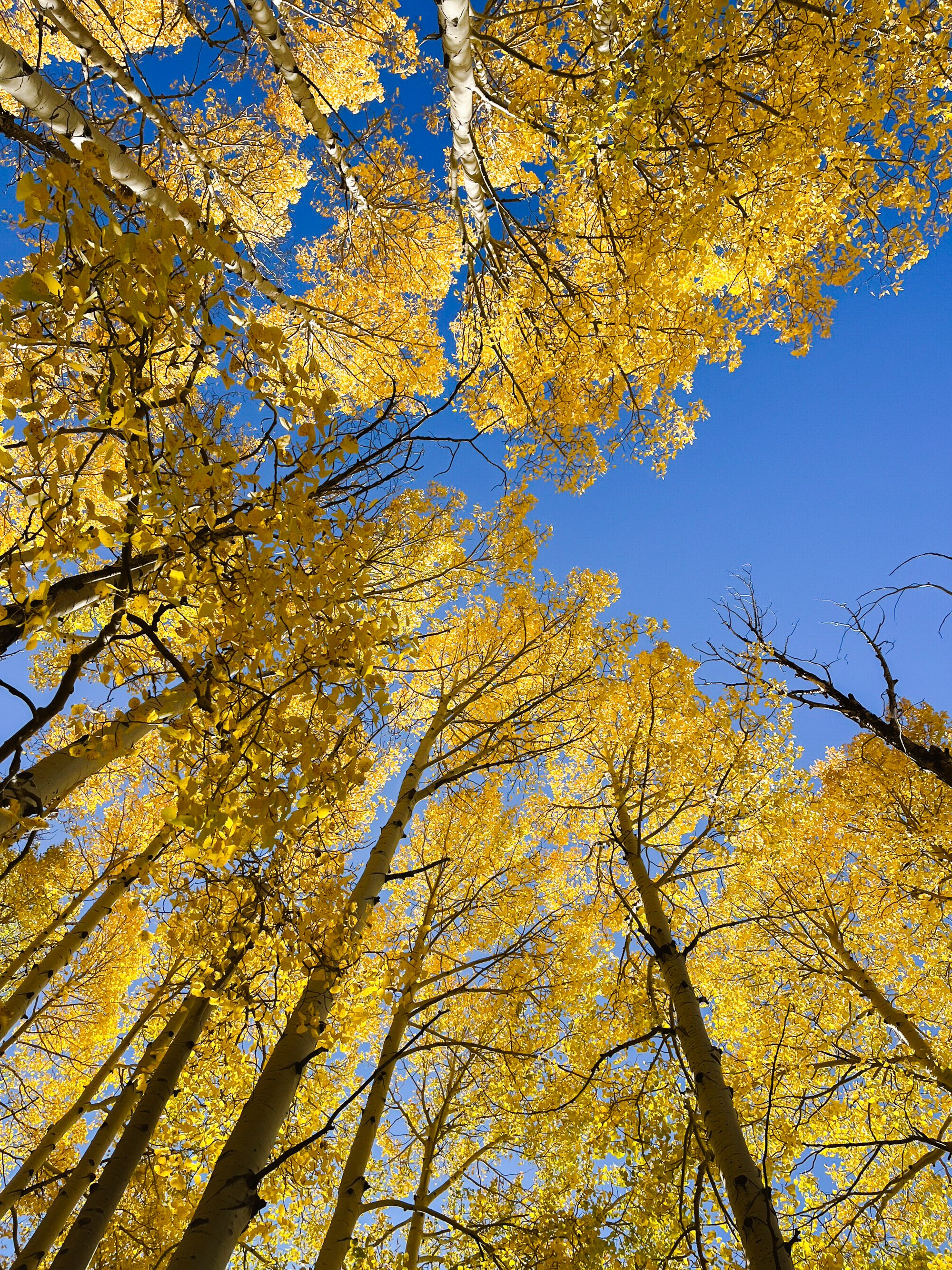 Looking up at tall aspen trees with yellow leaves against a bright blue sky.