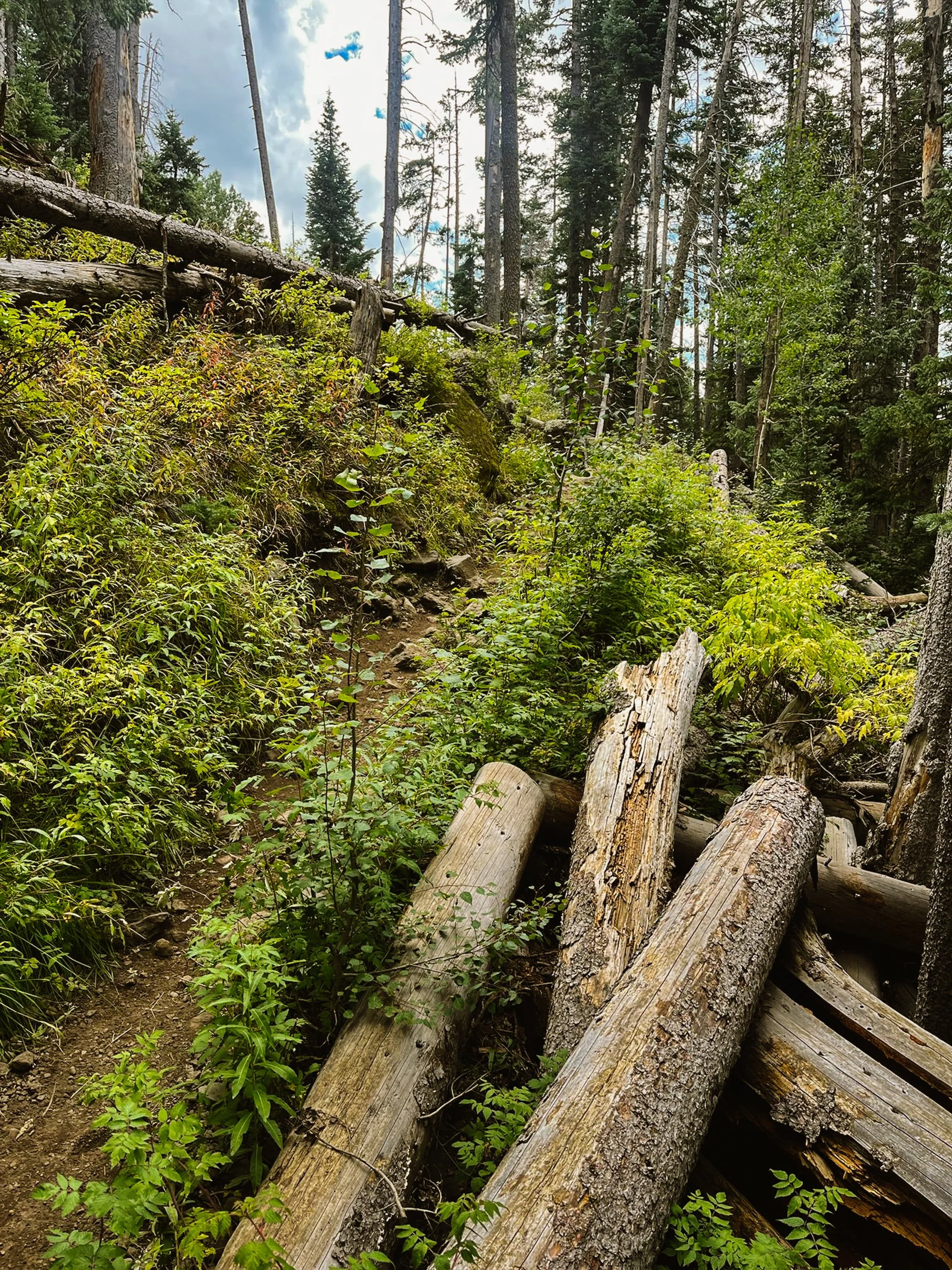 Fallen logs and dense green foliage on a forest trail under cloudy sky.