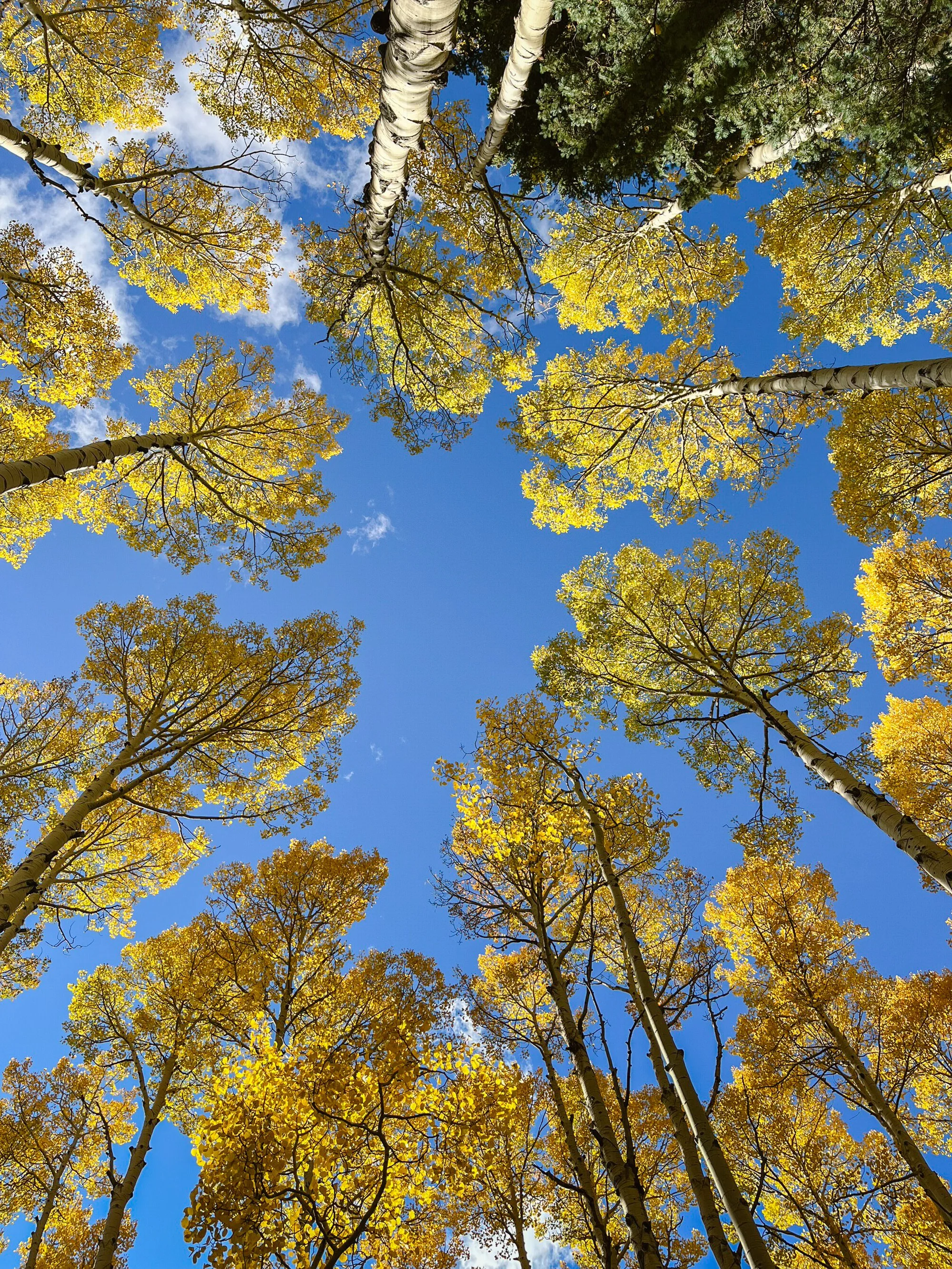 Looking upward at a sky filled with tall aspen trees with yellow leaves and white bark, against a bright blue sky with a few clouds.