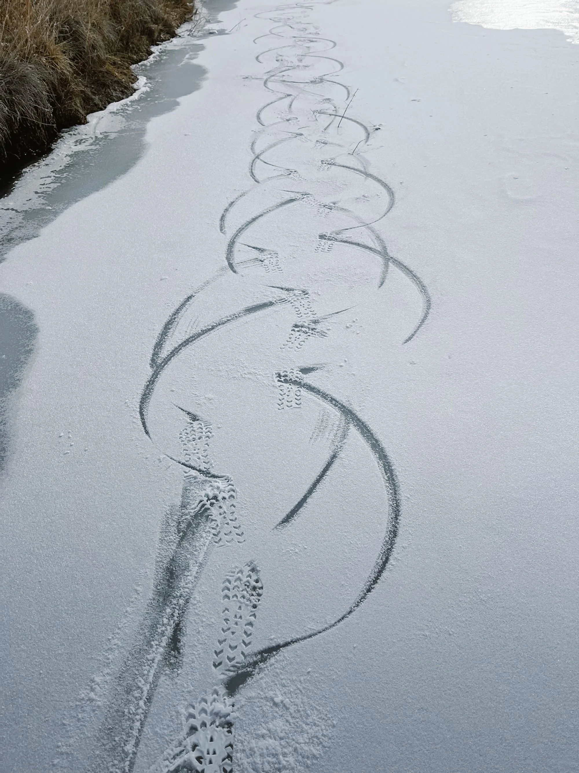 Footprints in snow leading toward a frozen creek or pond, with visible animal track patterns and some ski or snowshoe tracks.