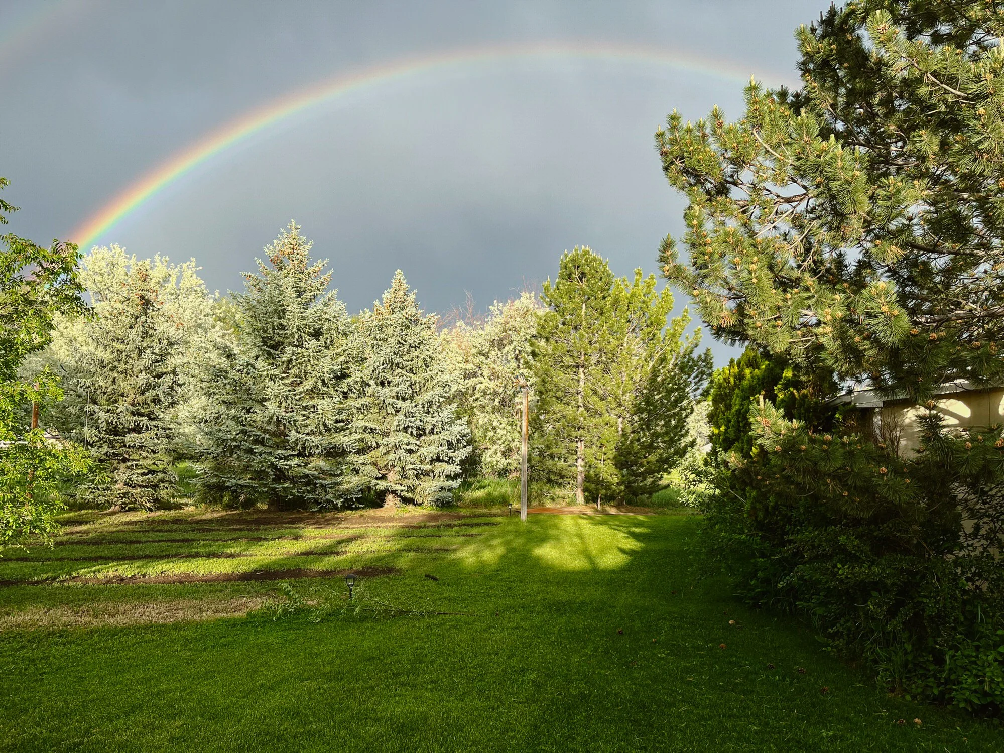 A lush green backyard with various trees and a rainbow crossing the sky after rain.