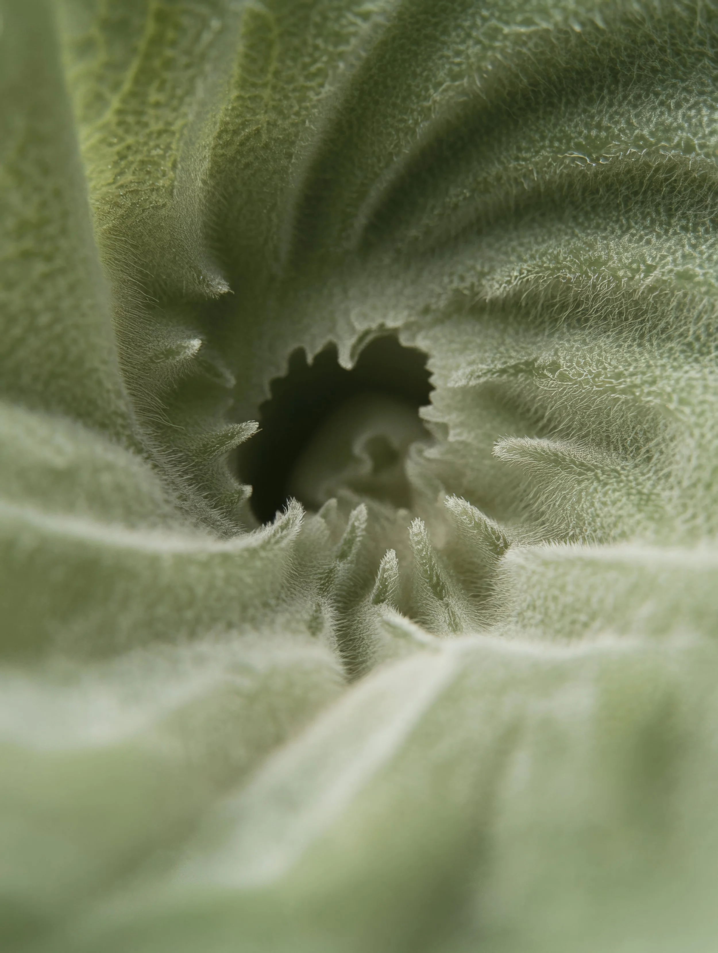 Close-up of a green, fuzzy plant with a hollow center.