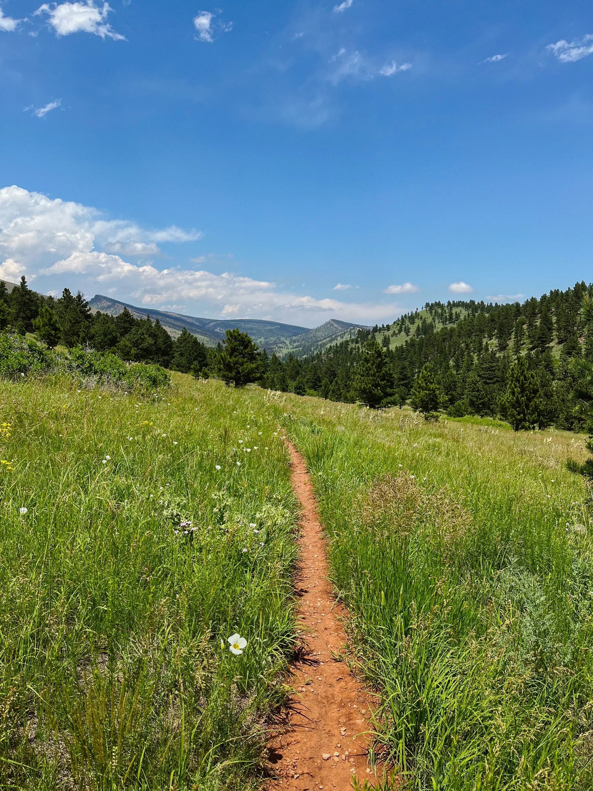 A narrow dirt trail winds through a lush green meadow with wildflowers, leading towards forested hills under a blue sky with scattered clouds.