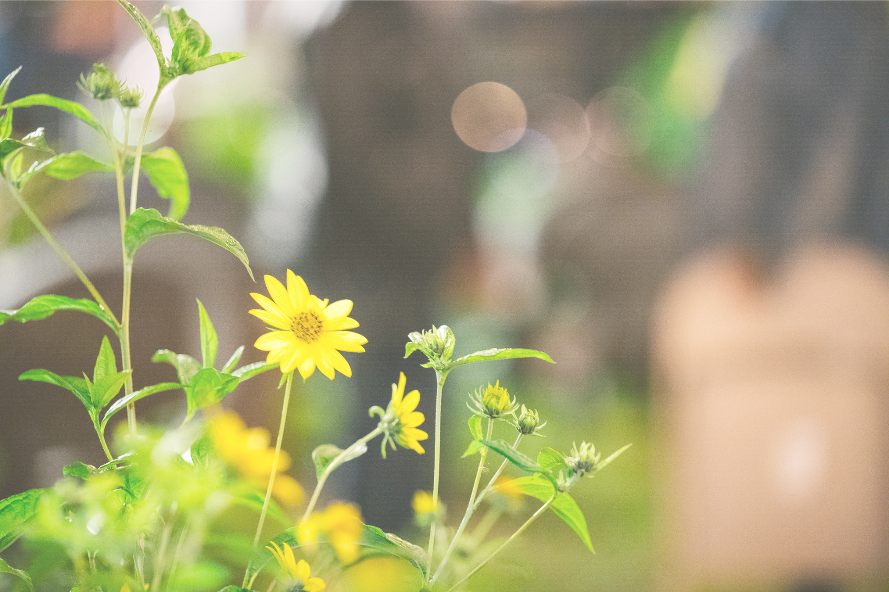Copy of Yellow Flowers.png