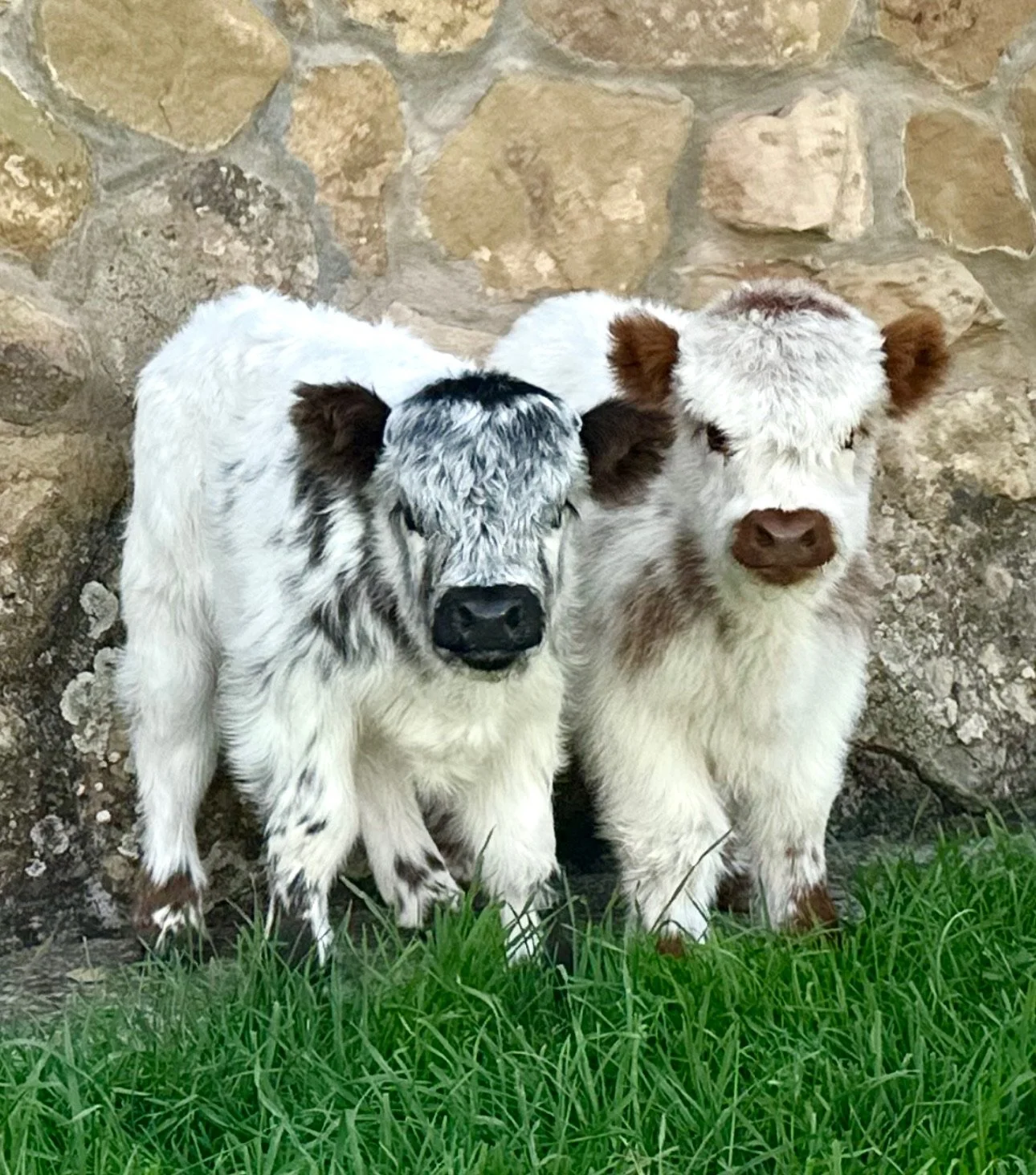 Two fluffy black and white puppies standing side by side on grass in front of a stone wall.