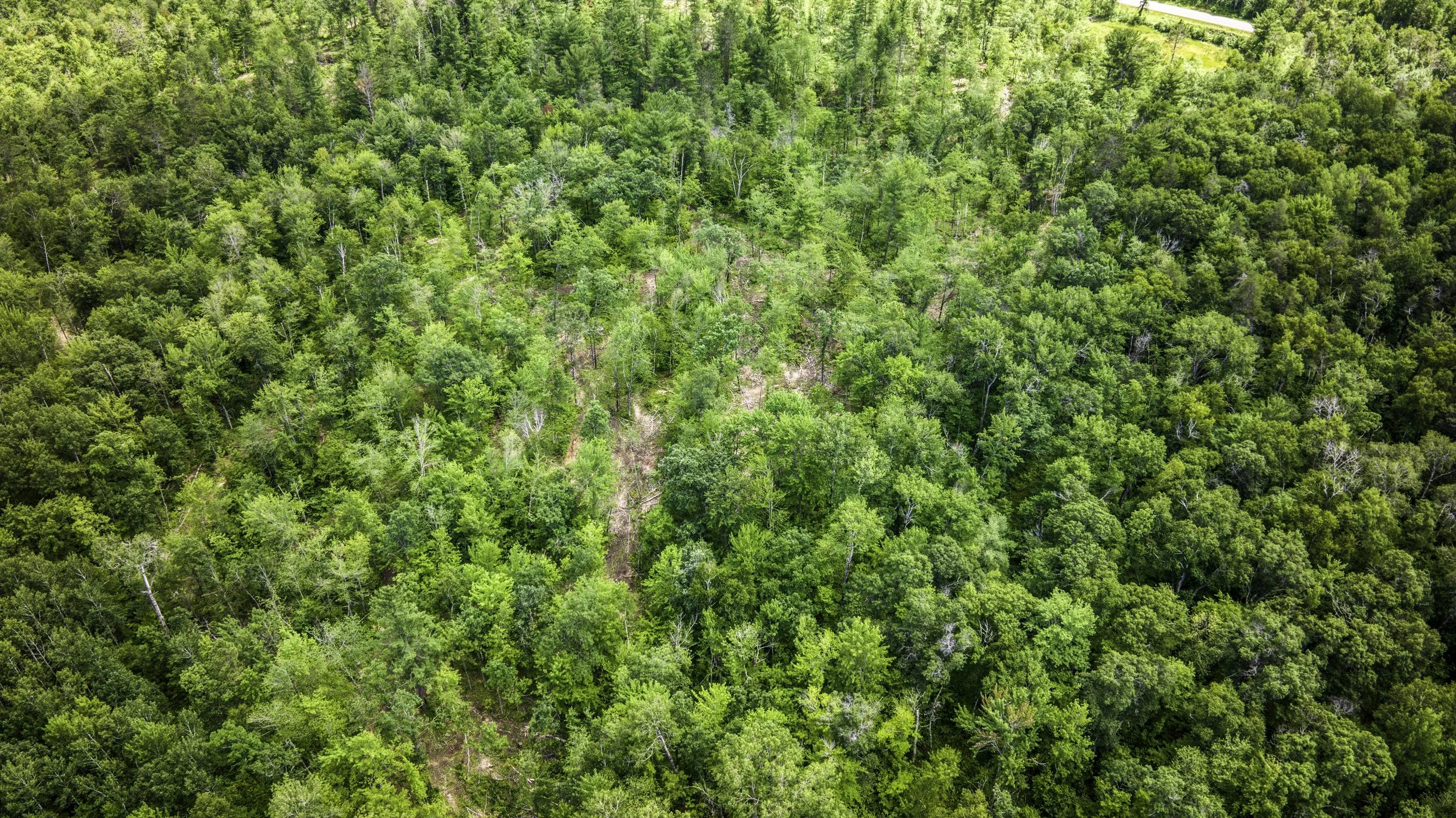 An aerial view of a lush green forest with various types of trees and a small clearing.
