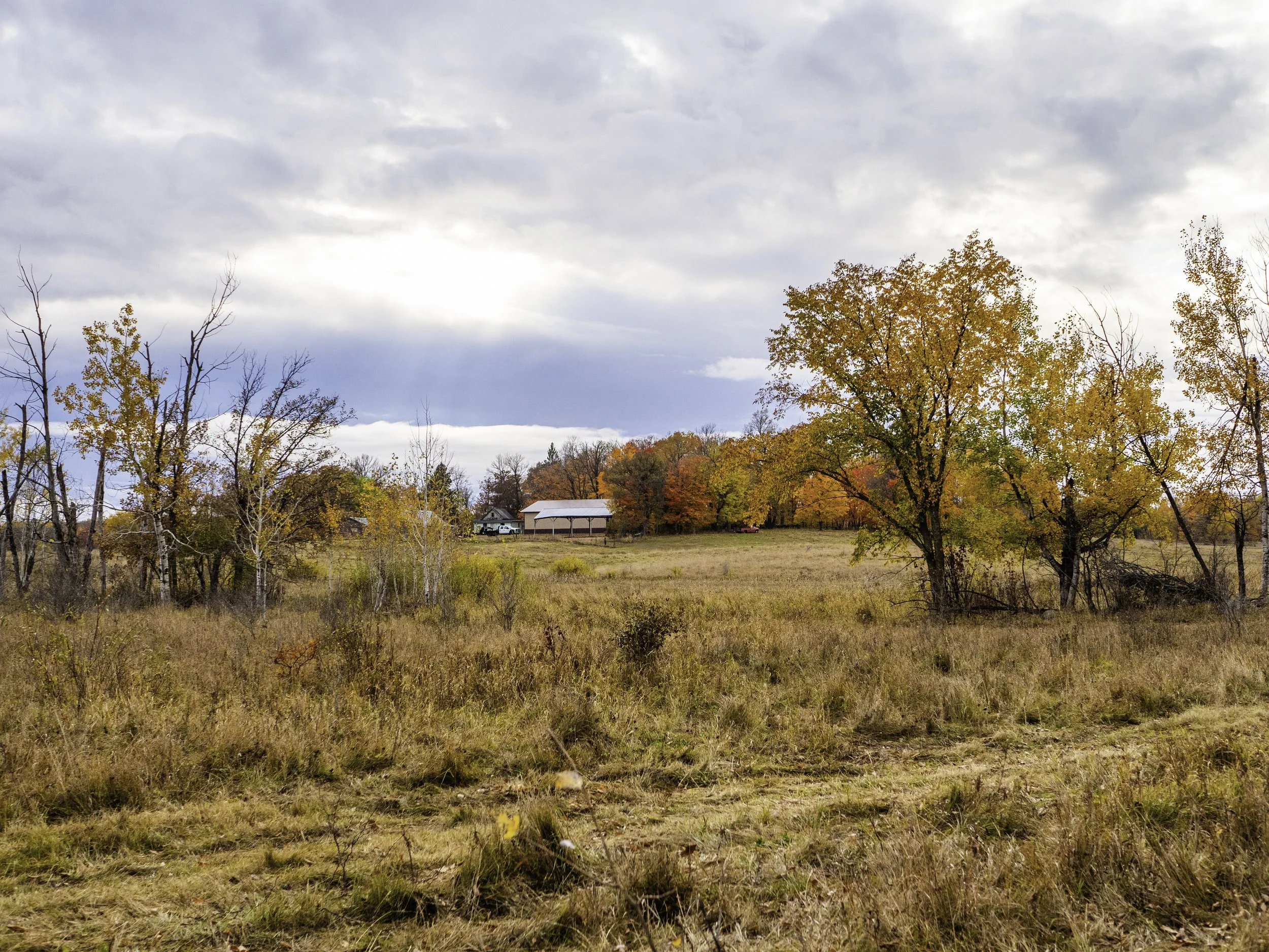 An open field with tall grass and scattered trees with autumn foliage, with a few buildings and a barn in the distance under a partly cloudy sky.