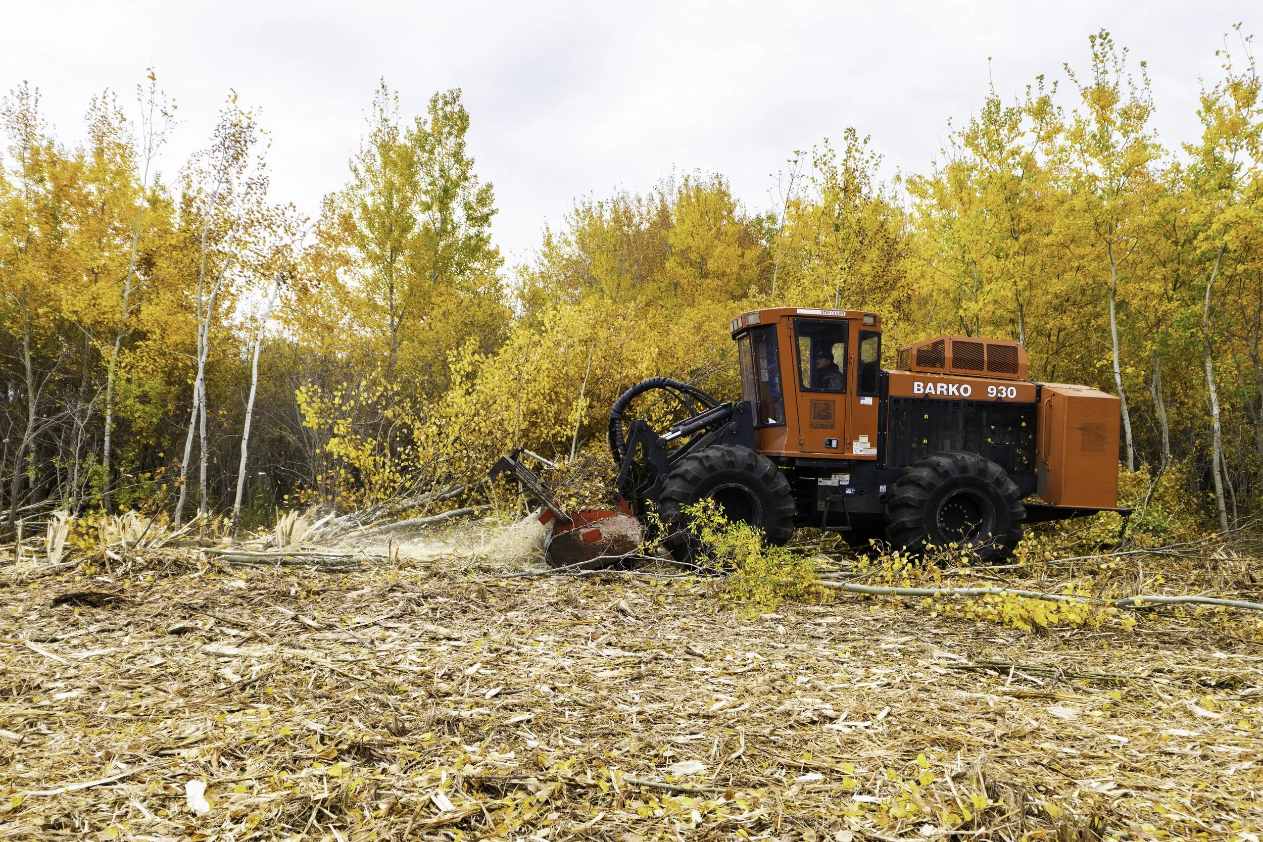 Orange wood clearing machine cutting trees in a forest with yellow autumn leaves.