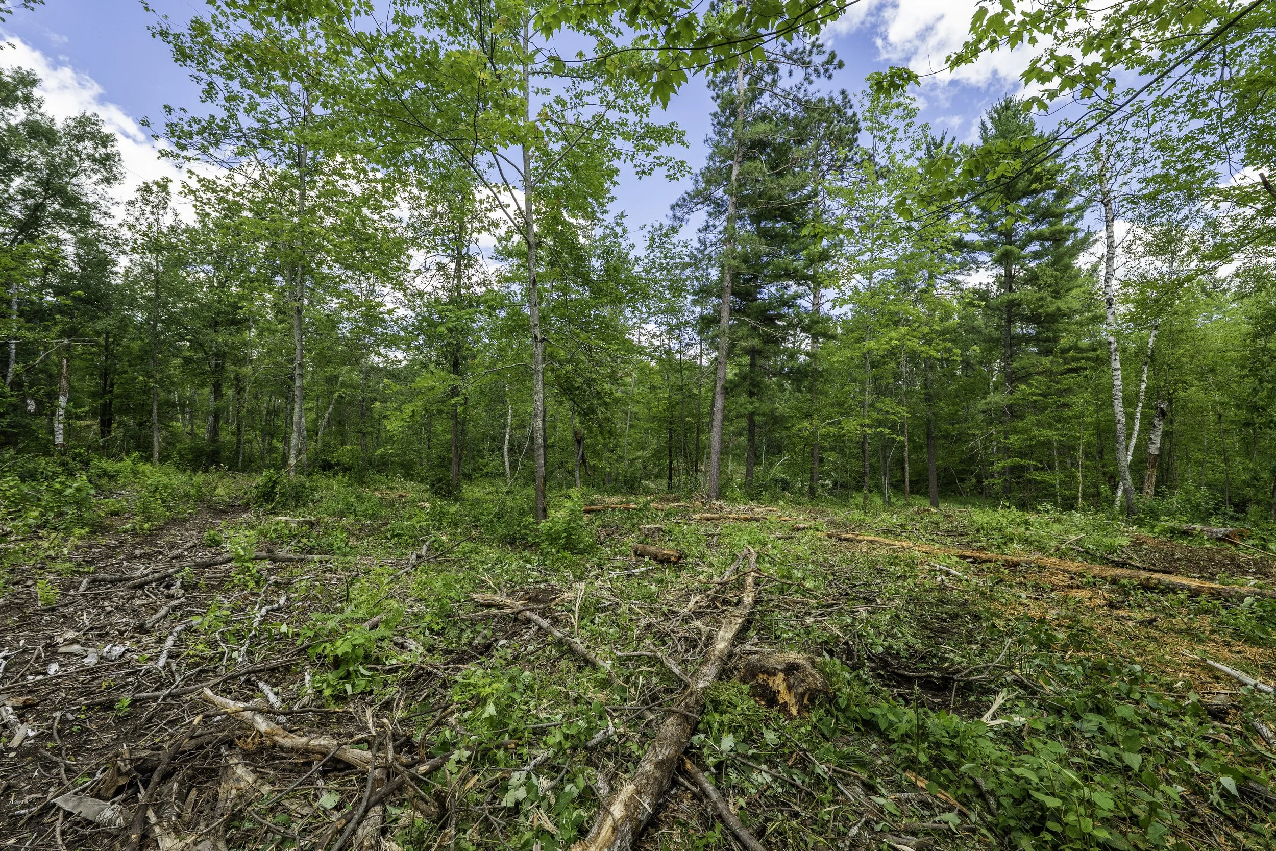 A forest with green trees, fallen branches, and a partly cloudy sky.