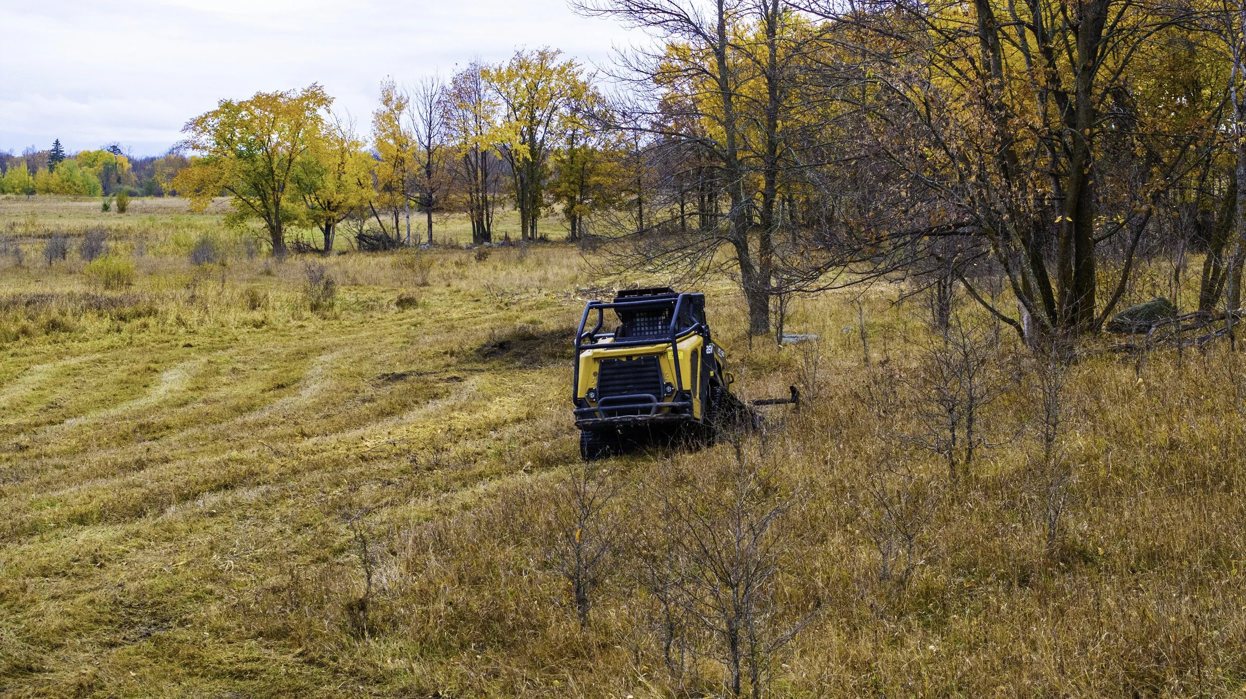 A yellow and black compact construction vehicle in an open field with tall yellow and orange trees, some bare branches, and a cloudy sky.
