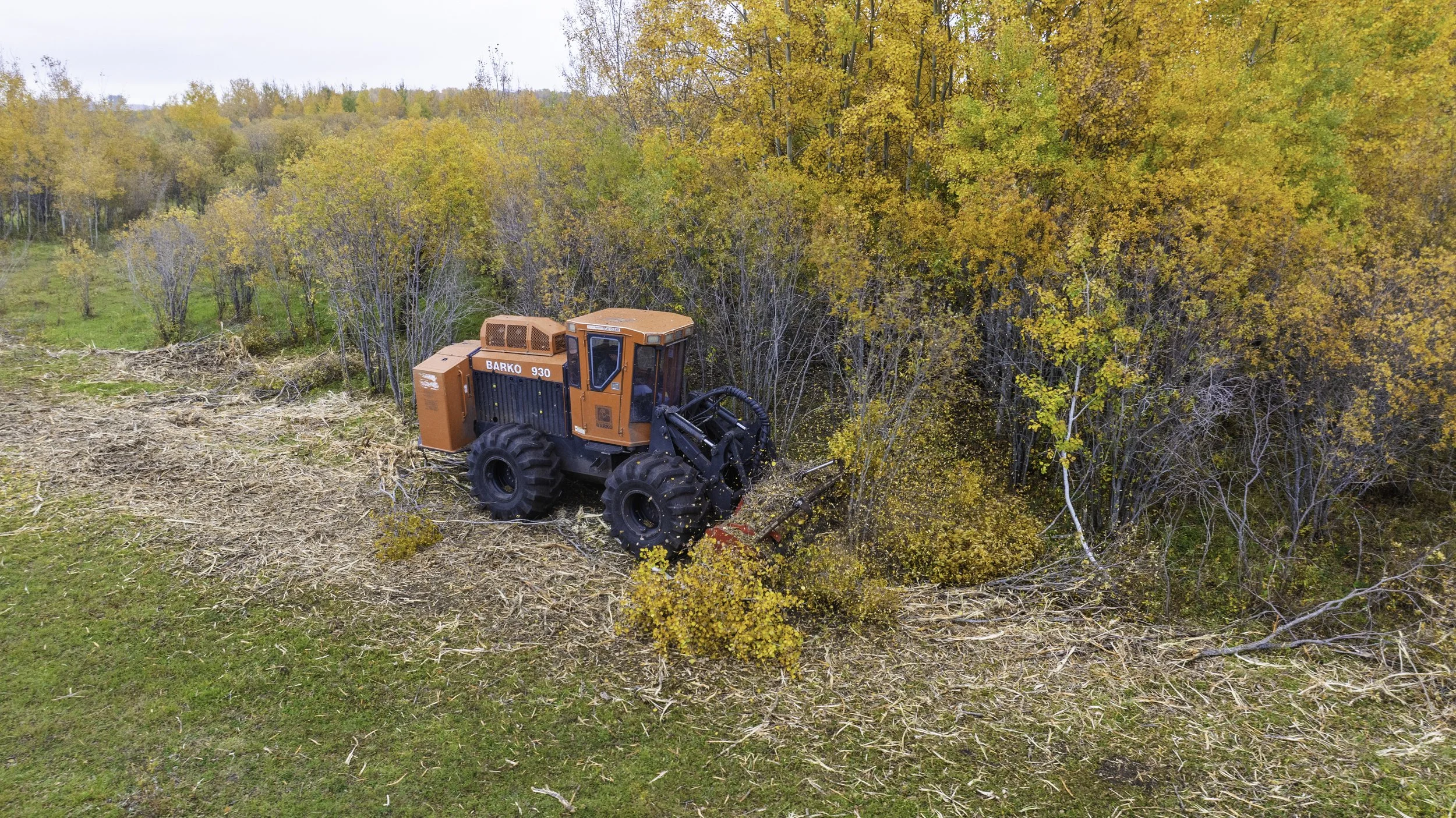 A large orange and black bulldozer working in a wooded area during autumn, clearing fallen leaves and small branches among colorful fall foliage.