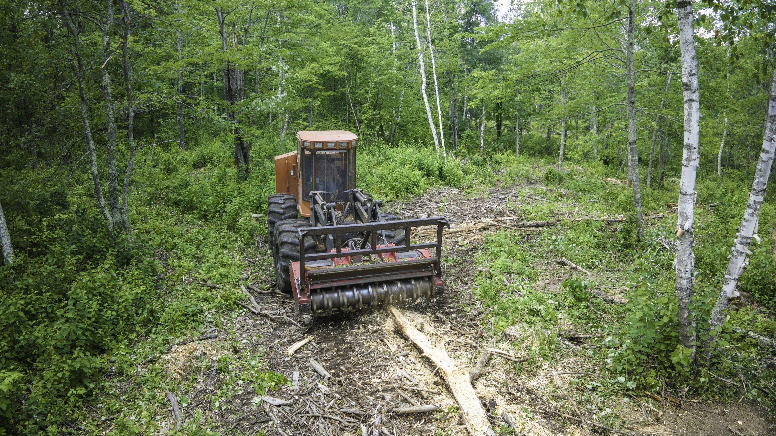 A tractor equipped with a roller attachment clearing a wooded trail in a forest with tall, thin trees and green foliage.