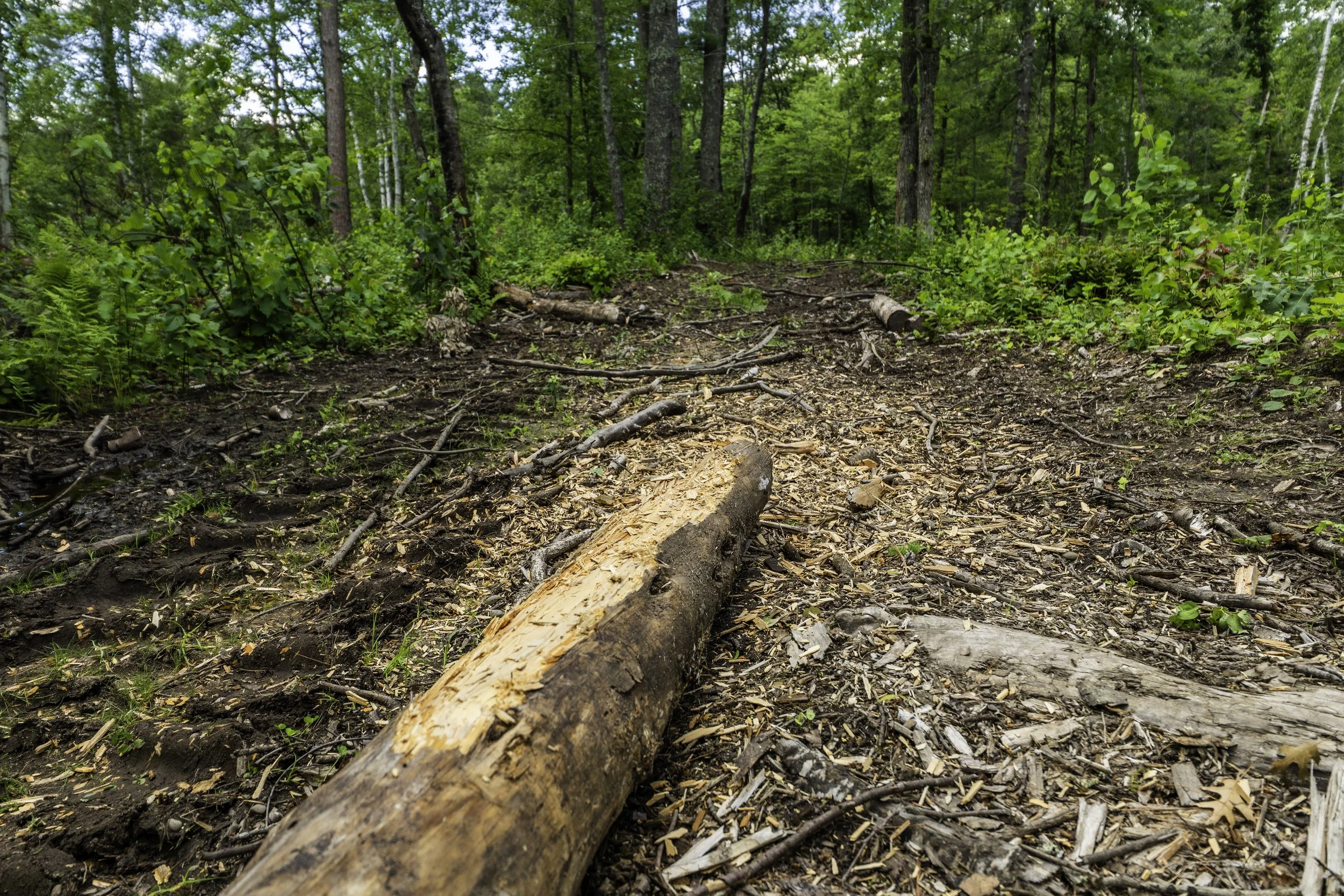 A fallen tree trunk lies across a dirt forest trail surrounded by green trees and bushes.