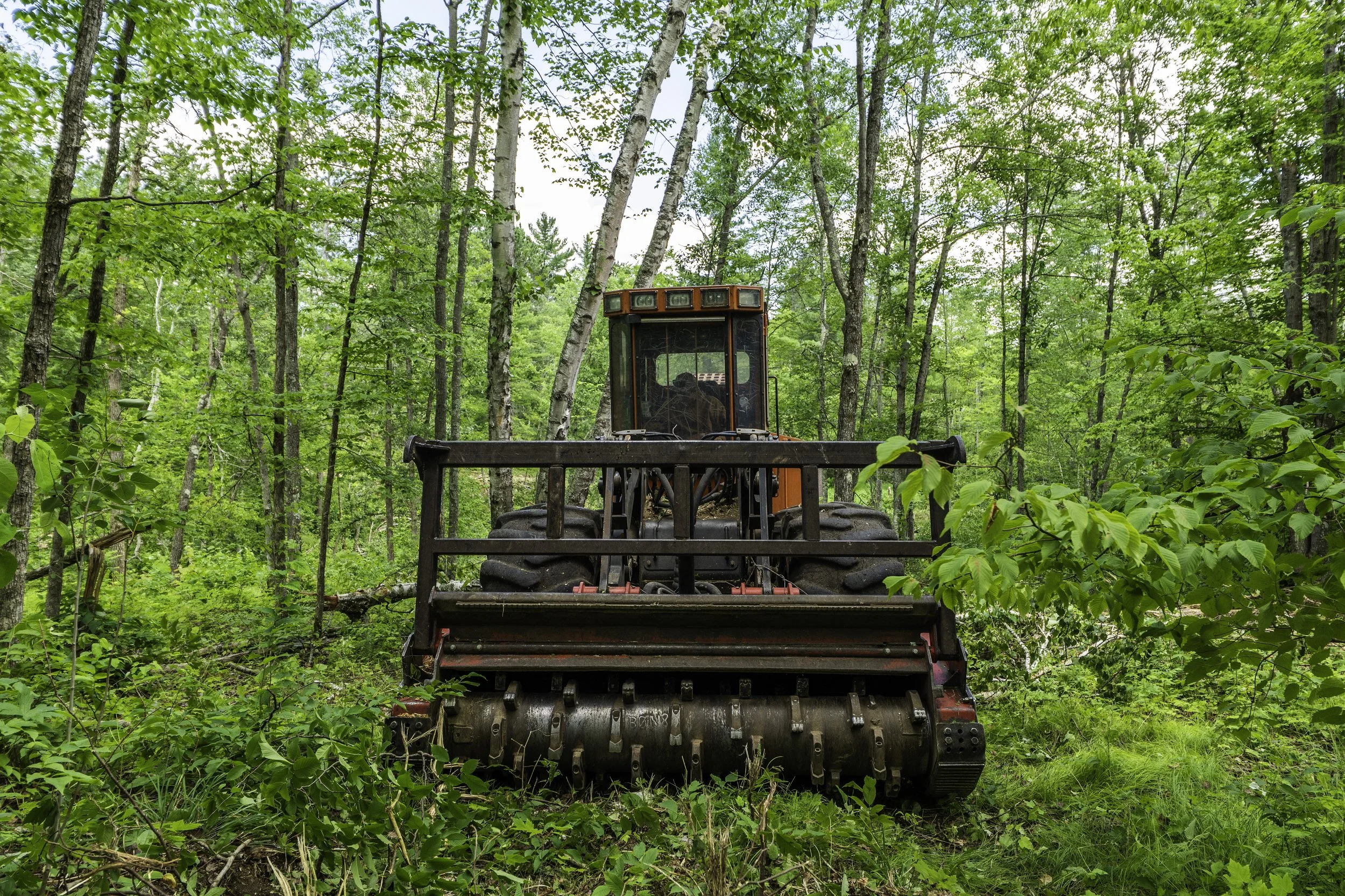A forest scene with a large orange and black forestry mulcher equipped with a rotary drum, surrounded by green trees, shrubs, and grass.