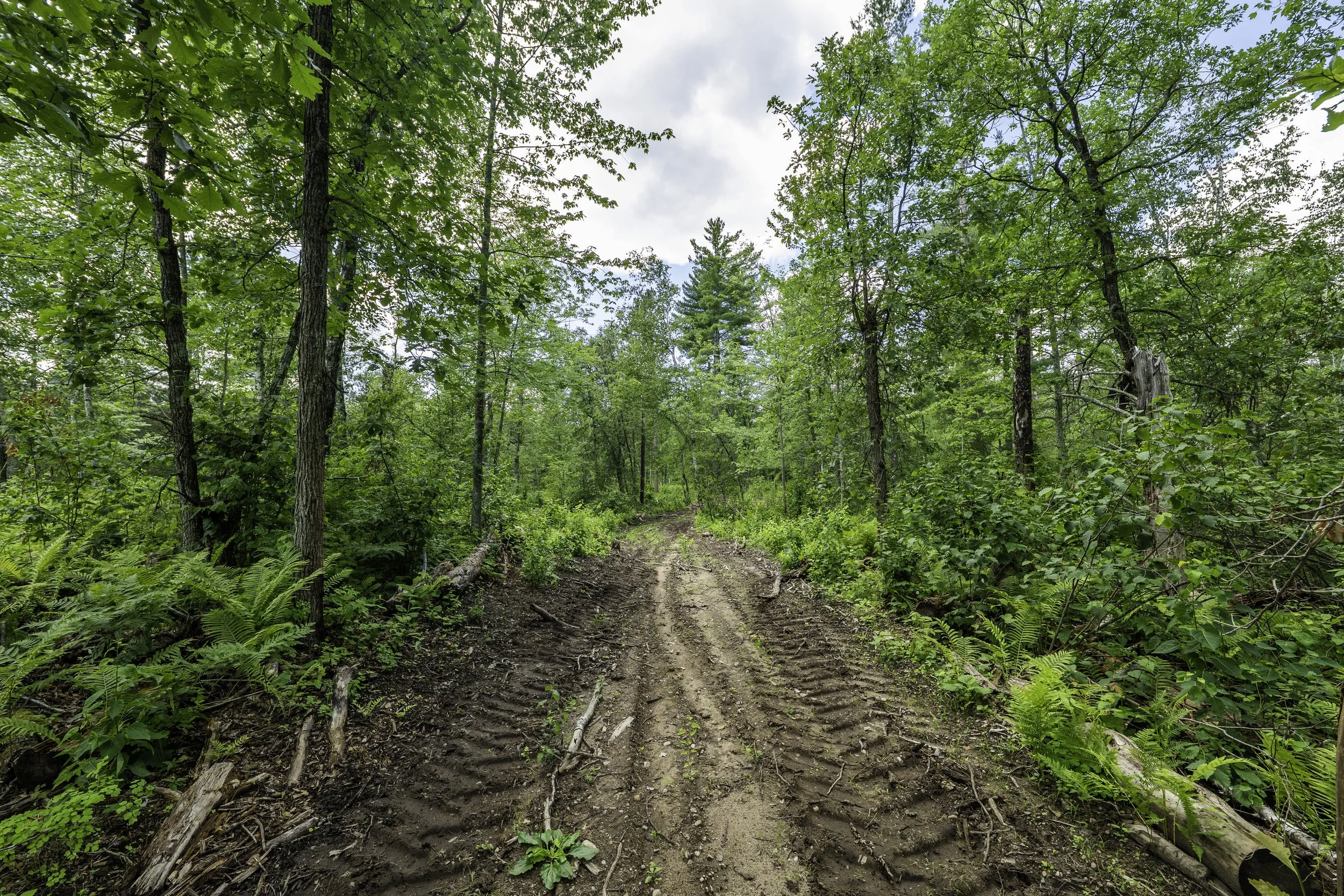 Dirt trail through a lush green forest with tall trees and dense foliage.