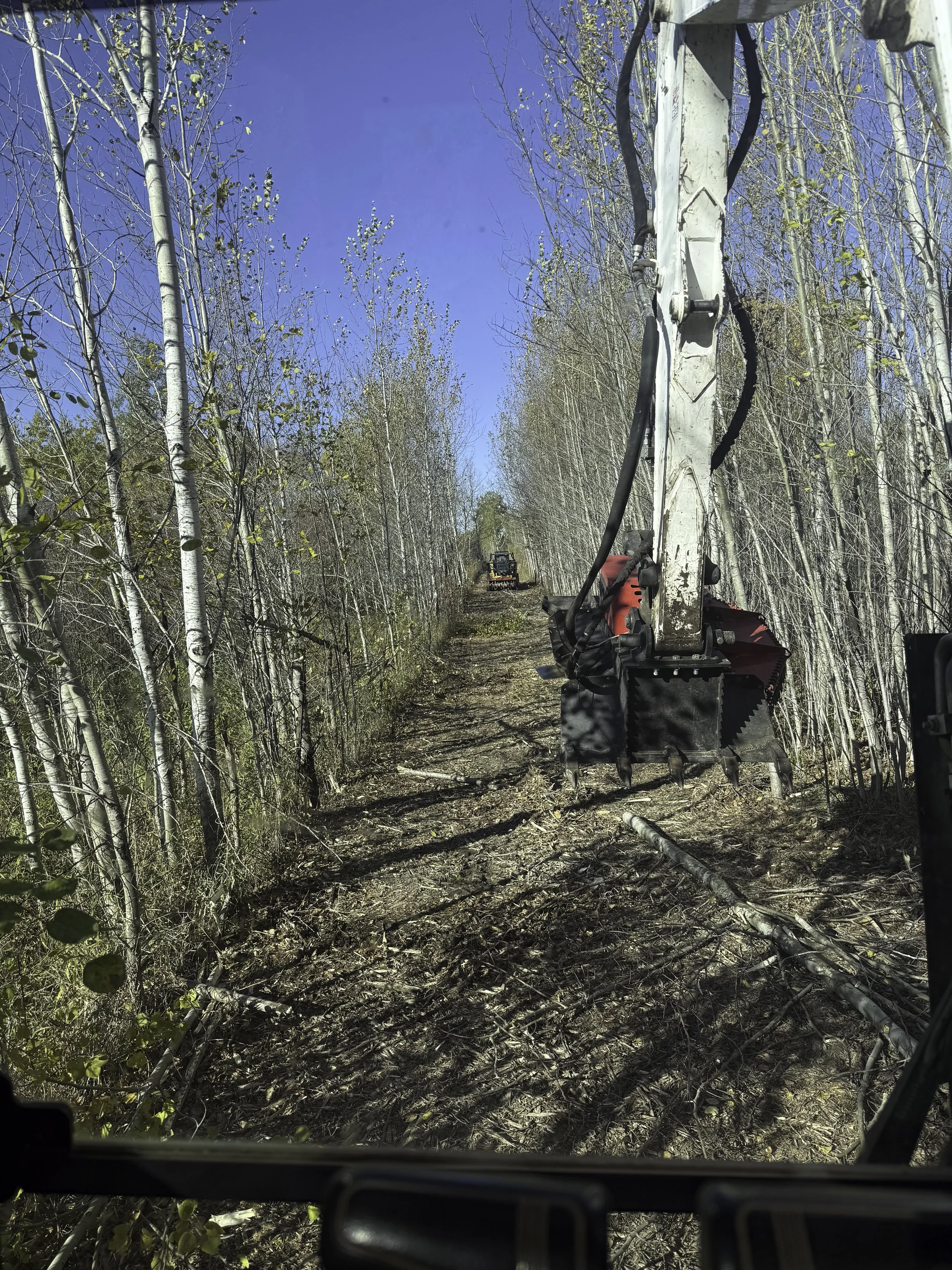 View from inside a vehicle looking out onto a narrow forest trail with a large excavator working nearby, surrounded by thin trees with sparse leaves and a clear blue sky.