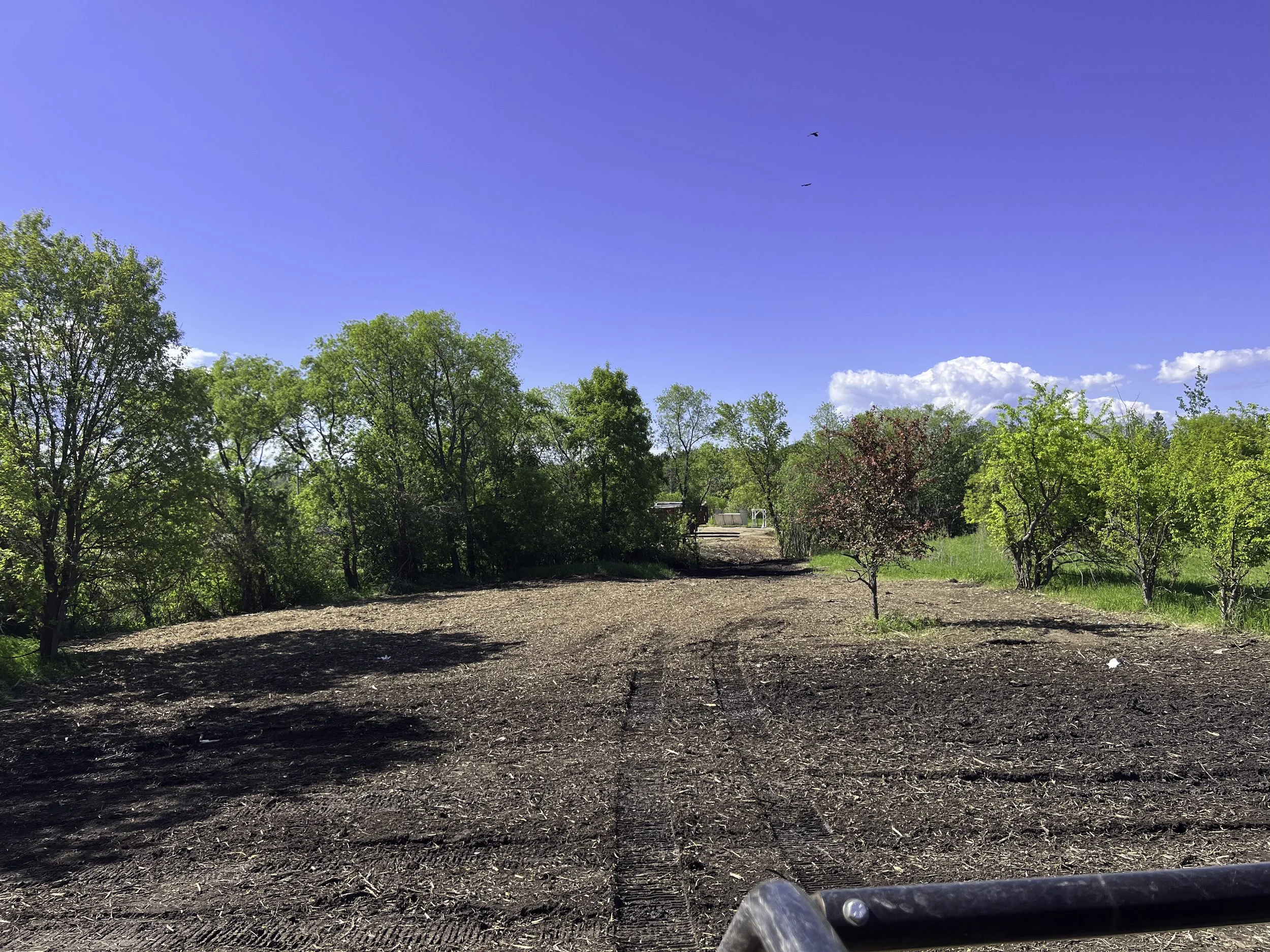 A freshly tilled dirt area with tire tracks, surrounded by green trees under a clear blue sky with a few clouds.