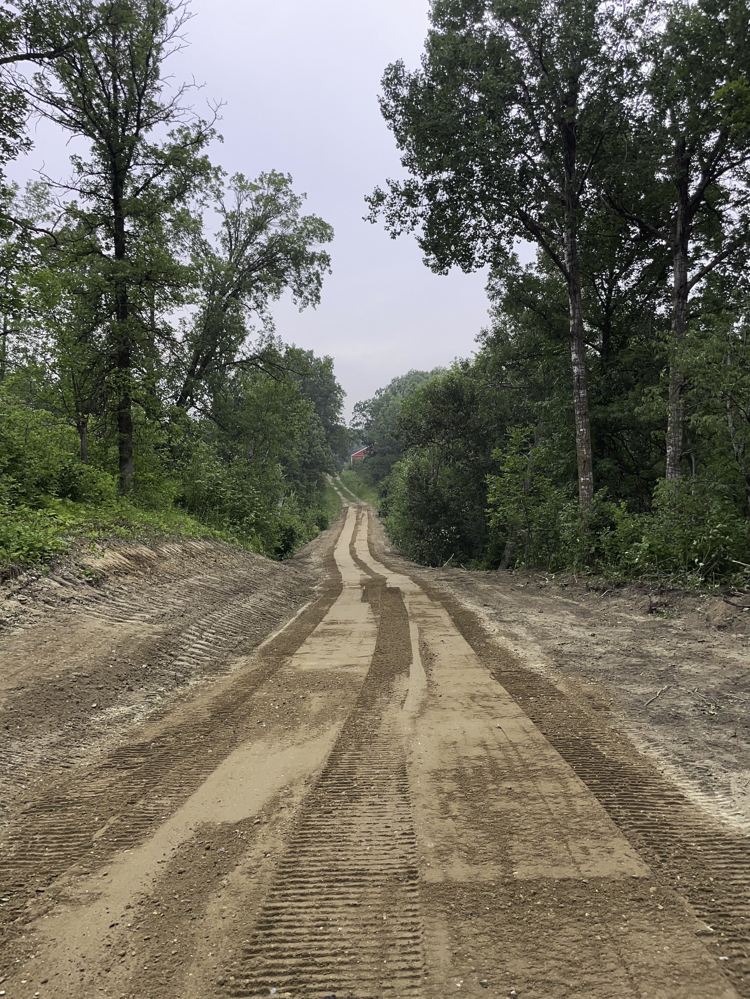 Dirt road with tire tracks running through a wooded area, with trees on both sides and an overcast sky.