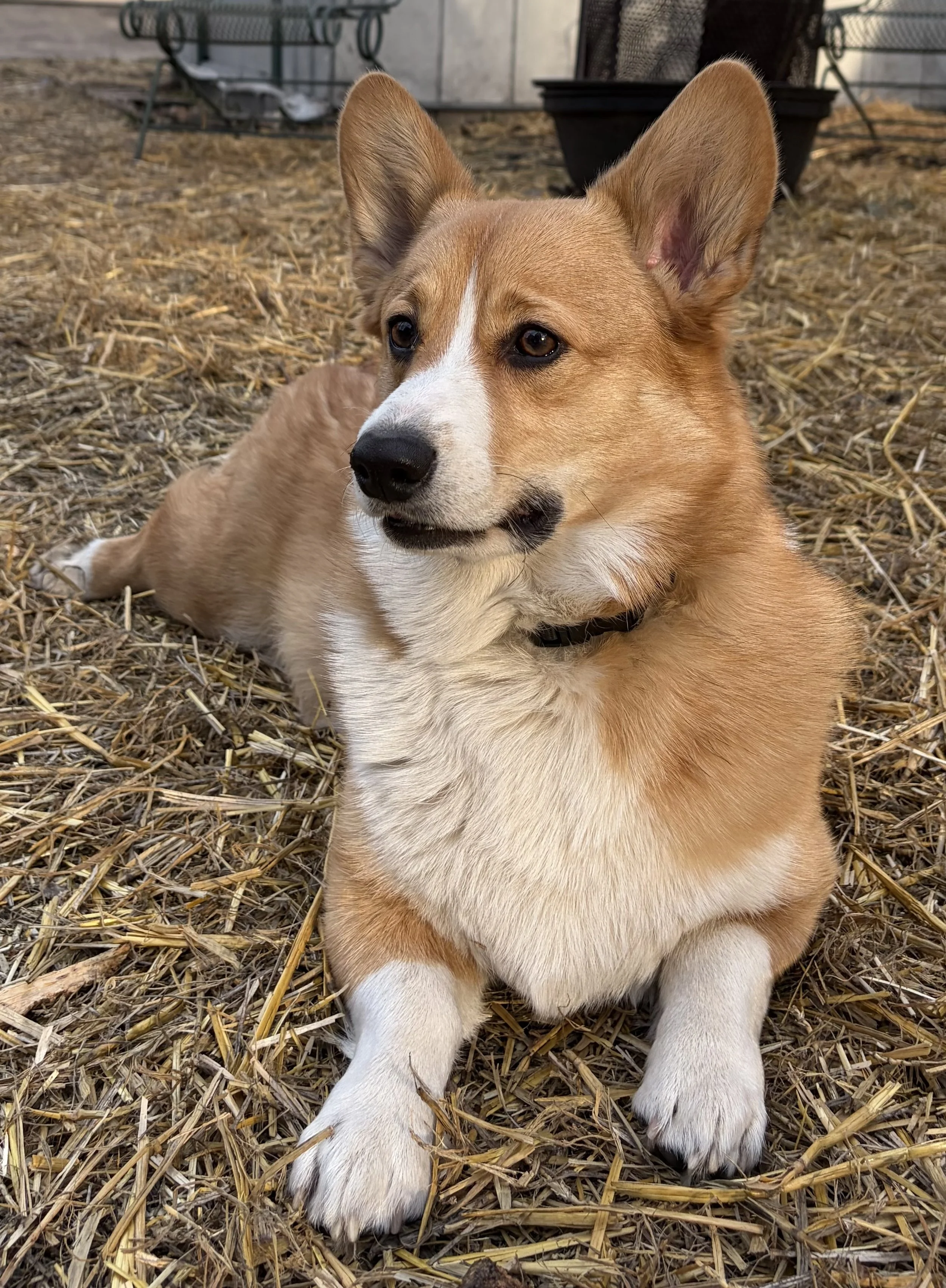 A happy, light-colored dog sitting on a dirt path in a forested area with blurred trees and foliage in the background.