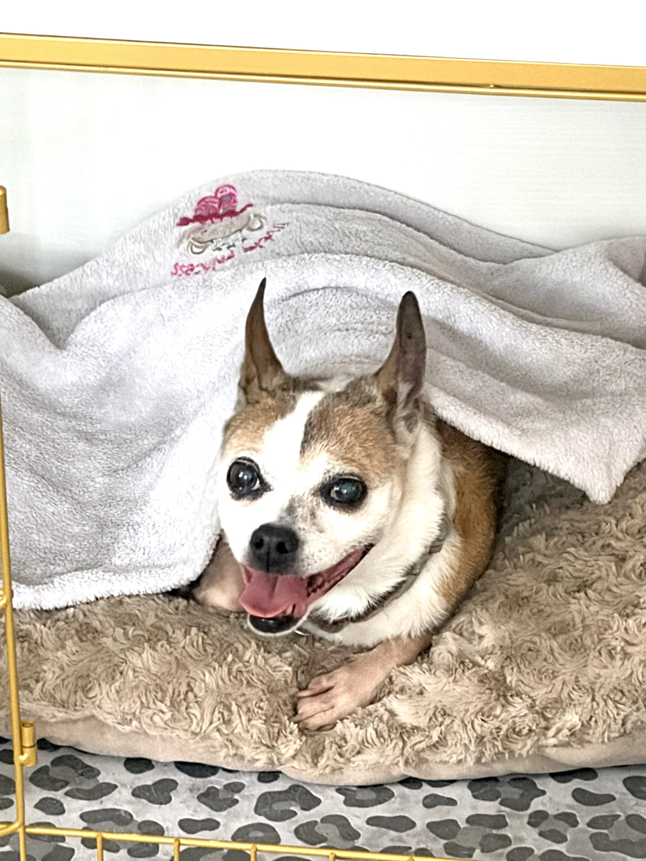 A happy dog lying down on a beige shaggy rug, partially covered with a white towel that has a pink and gray embroidered logo, inside a yellow metal playpen with black and white patterned flooring underneath.