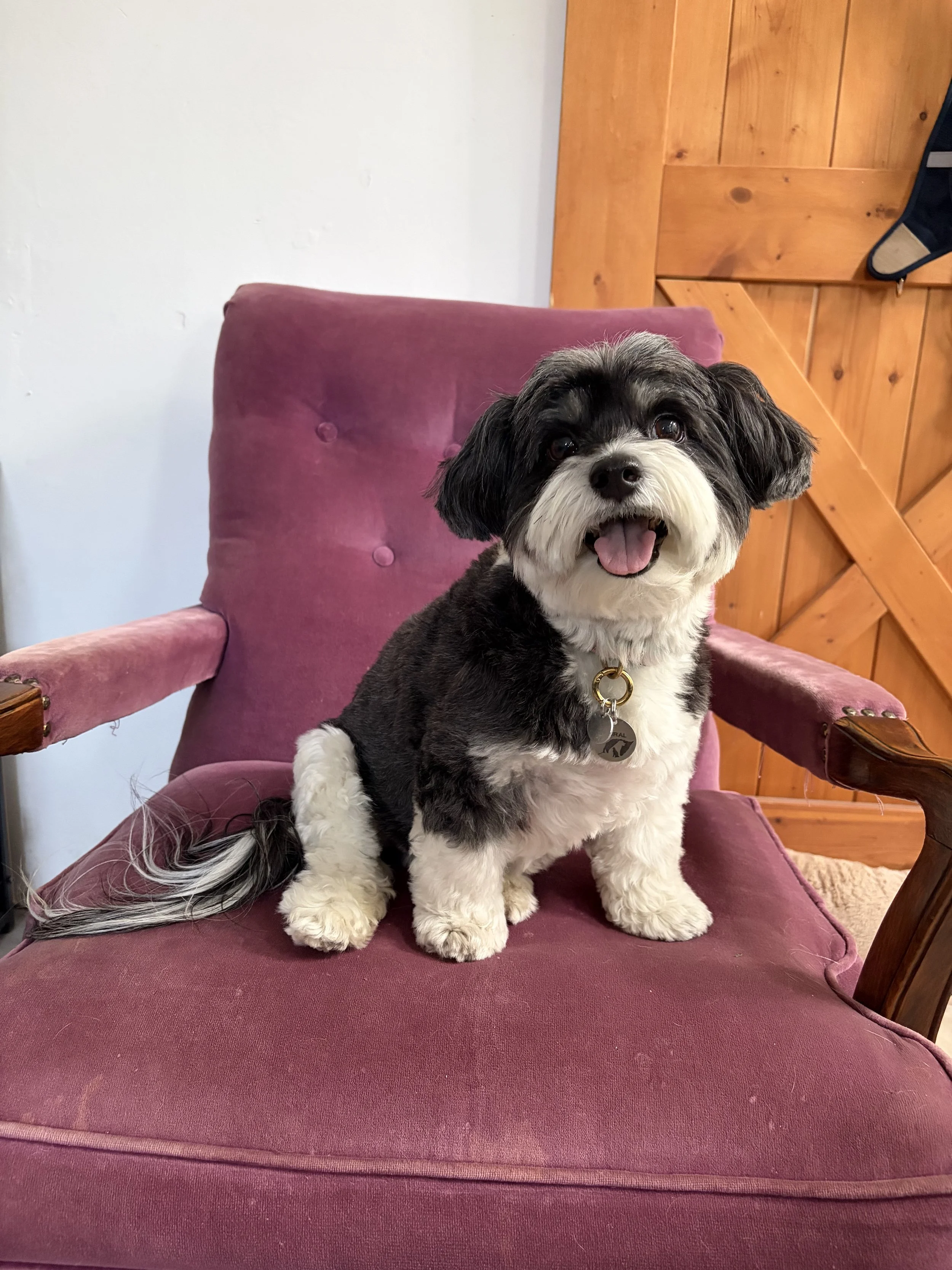 A small black and white dog with a happy expression, sitting on a pink velvet armchair with a wooden frame, in a cozy room with wooden wall panels and a backpack in the background.