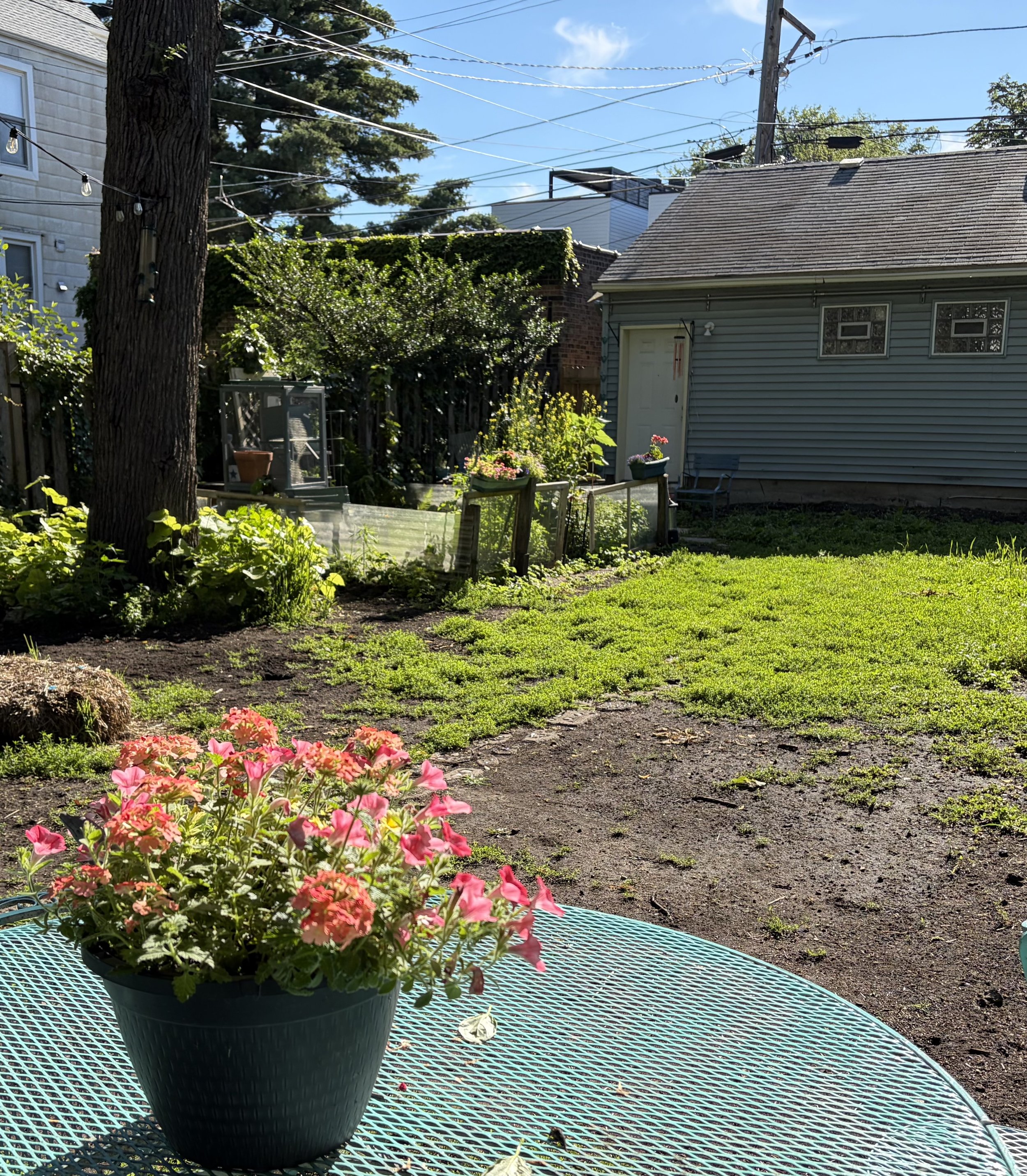 A black pot with pink flowers on a blue metal table outdoors, with a backyard scene that includes a house, a shed, greenery, and a clear blue sky with power lines overhead.
