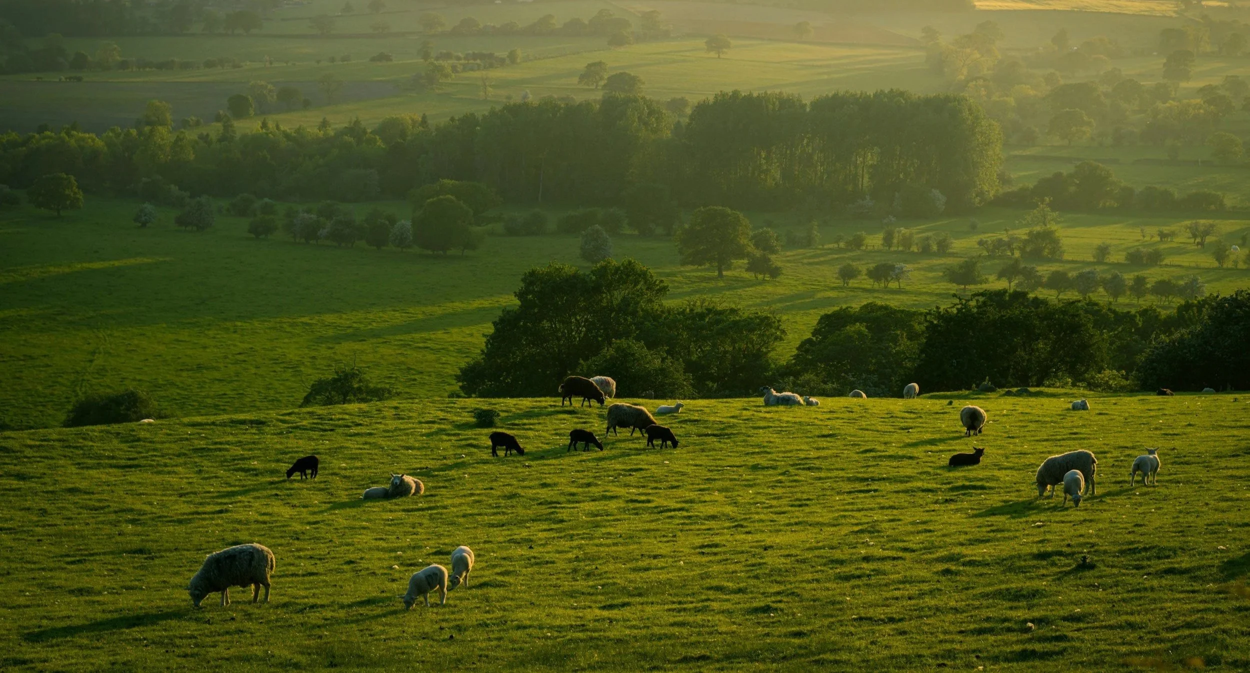 Green pasture with sheep and cows grazing during sunset, with rolling hills and trees in the background.