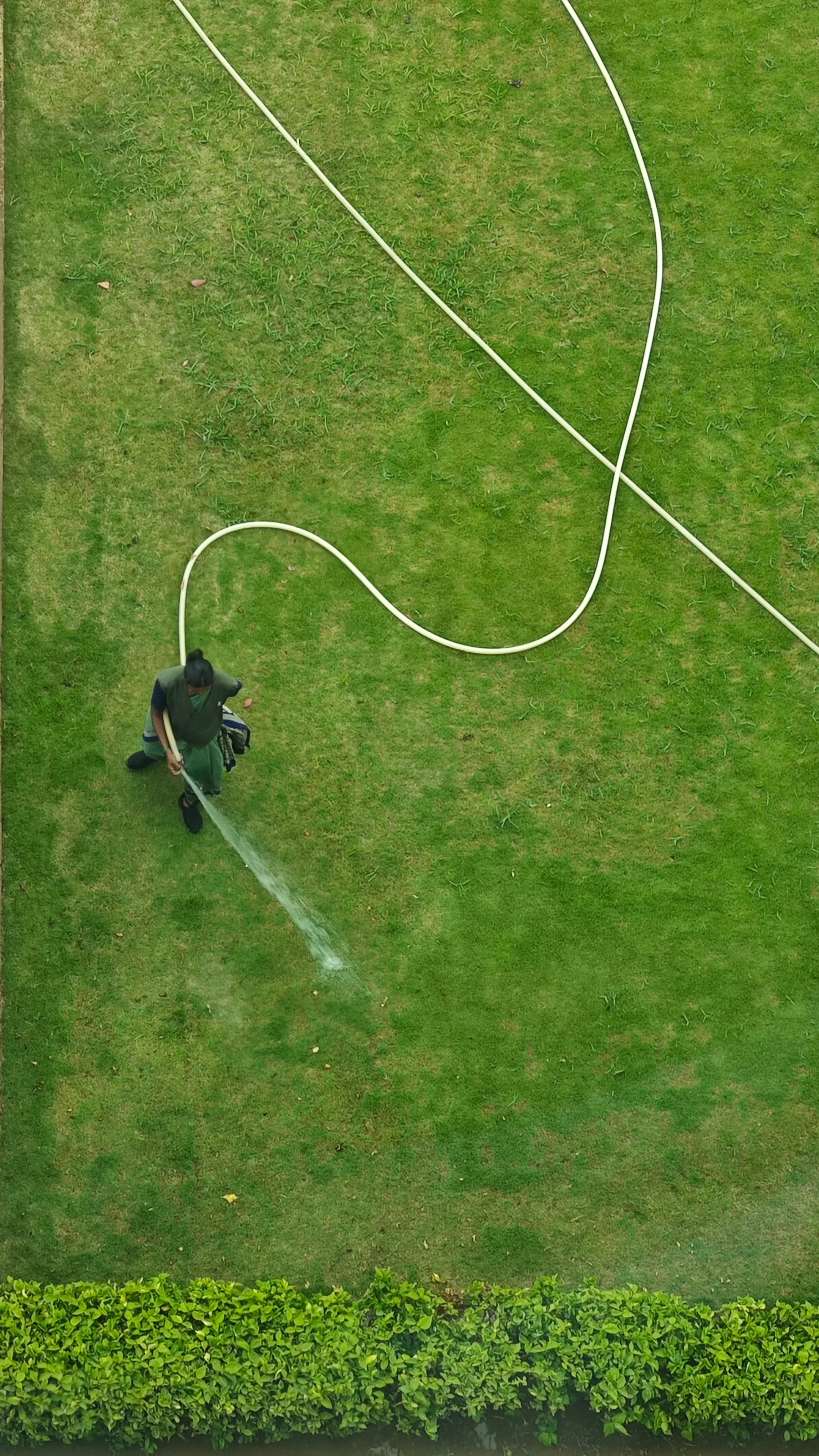 A person is watering a green lawn with a garden hose, with a curved hose lying on the grass, and a hedge at the bottom of the image.