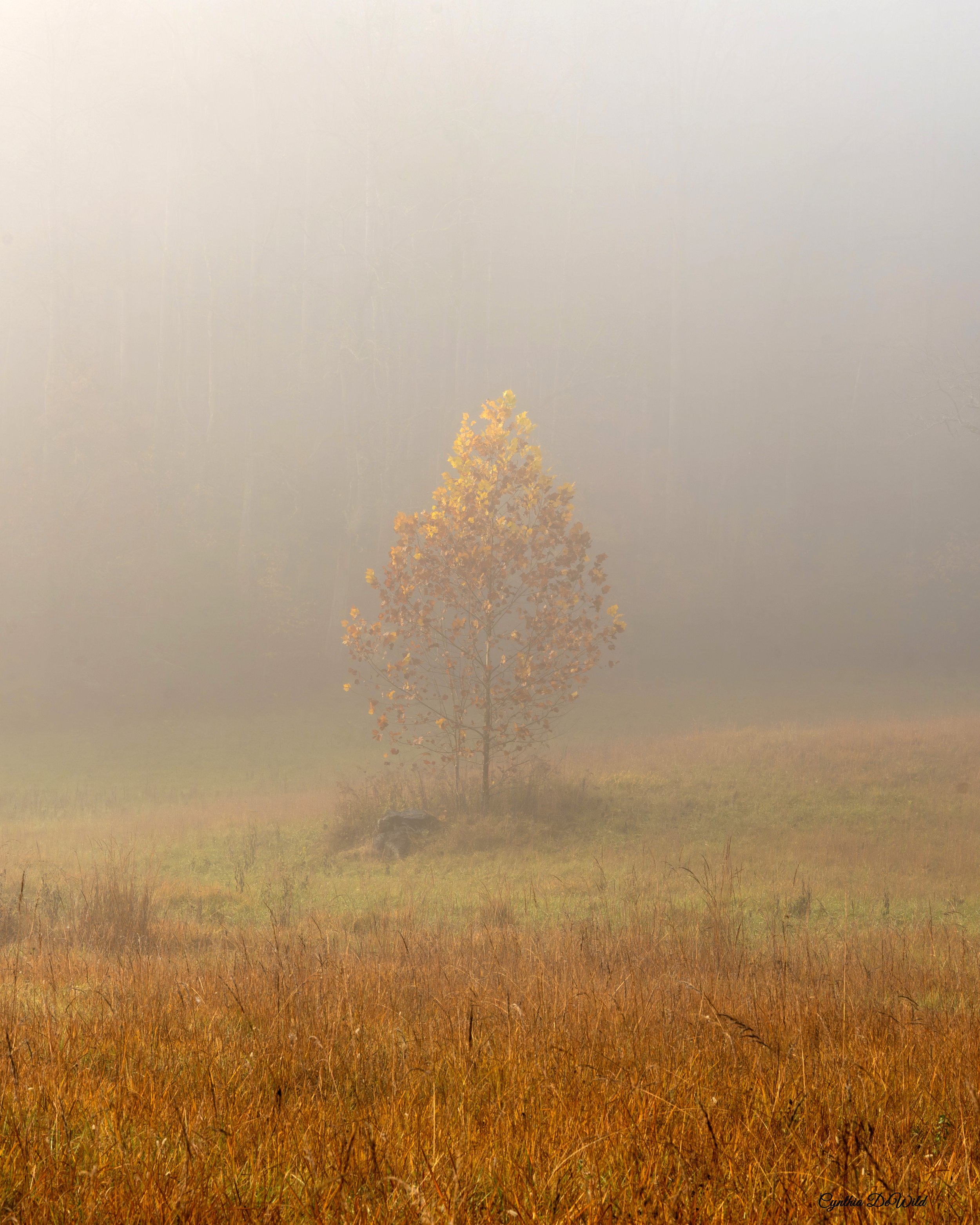 Solitude copy 2.jpg
