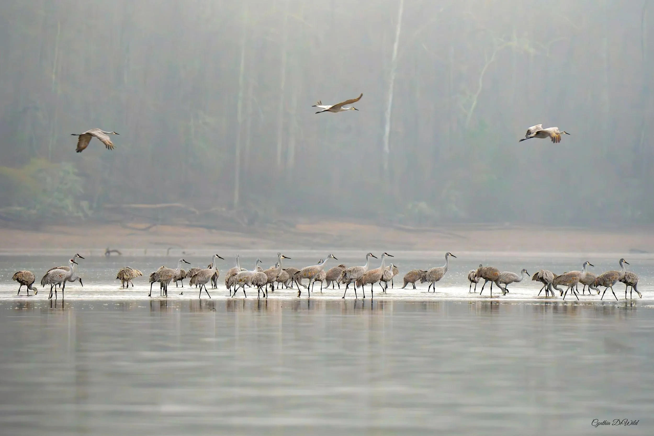 Gathered in the Mist