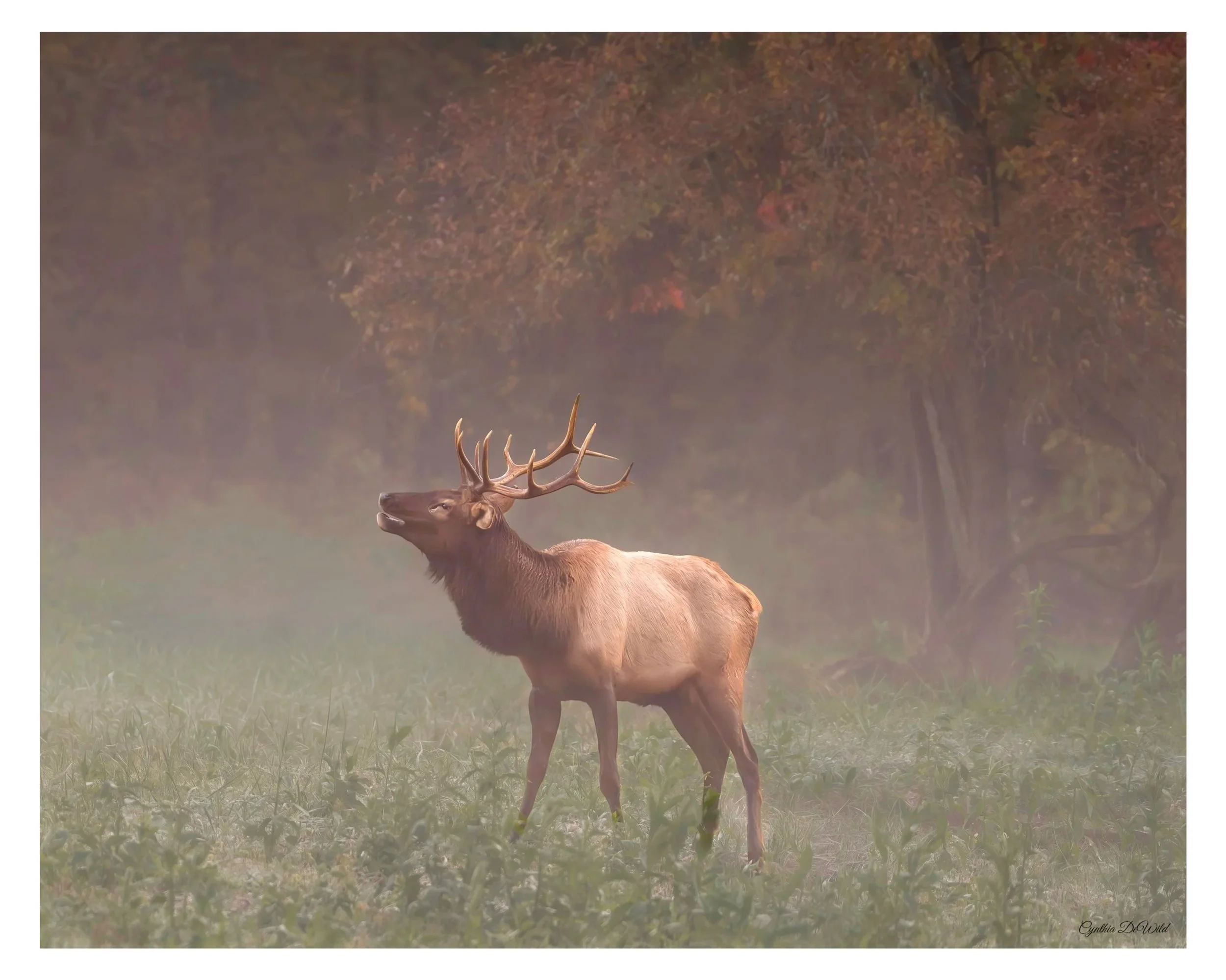 When the Forest Listens